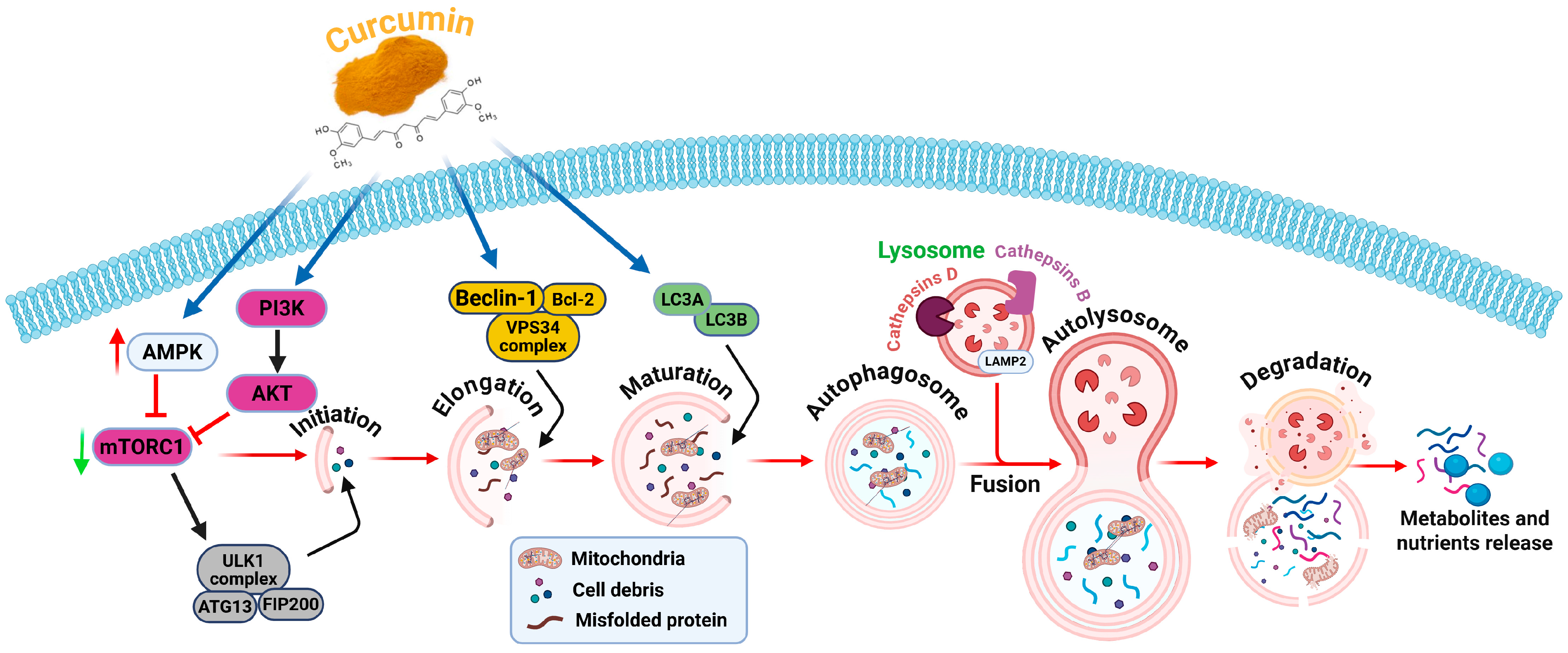 Nutrients 18 00194 g002