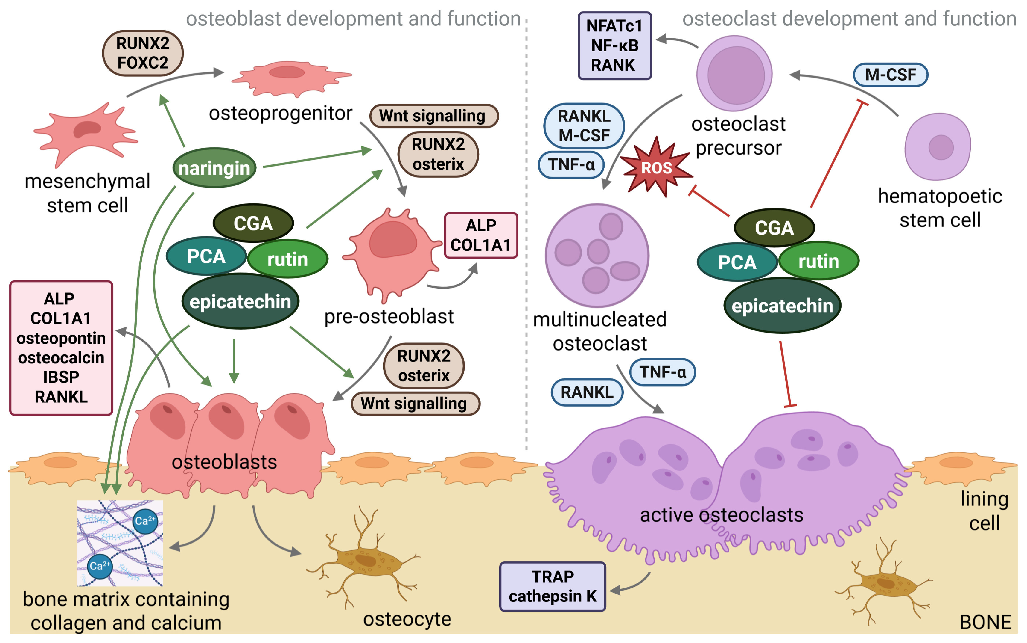 Nutrients 18 00267 g002 Nutrients 18 00267 g002