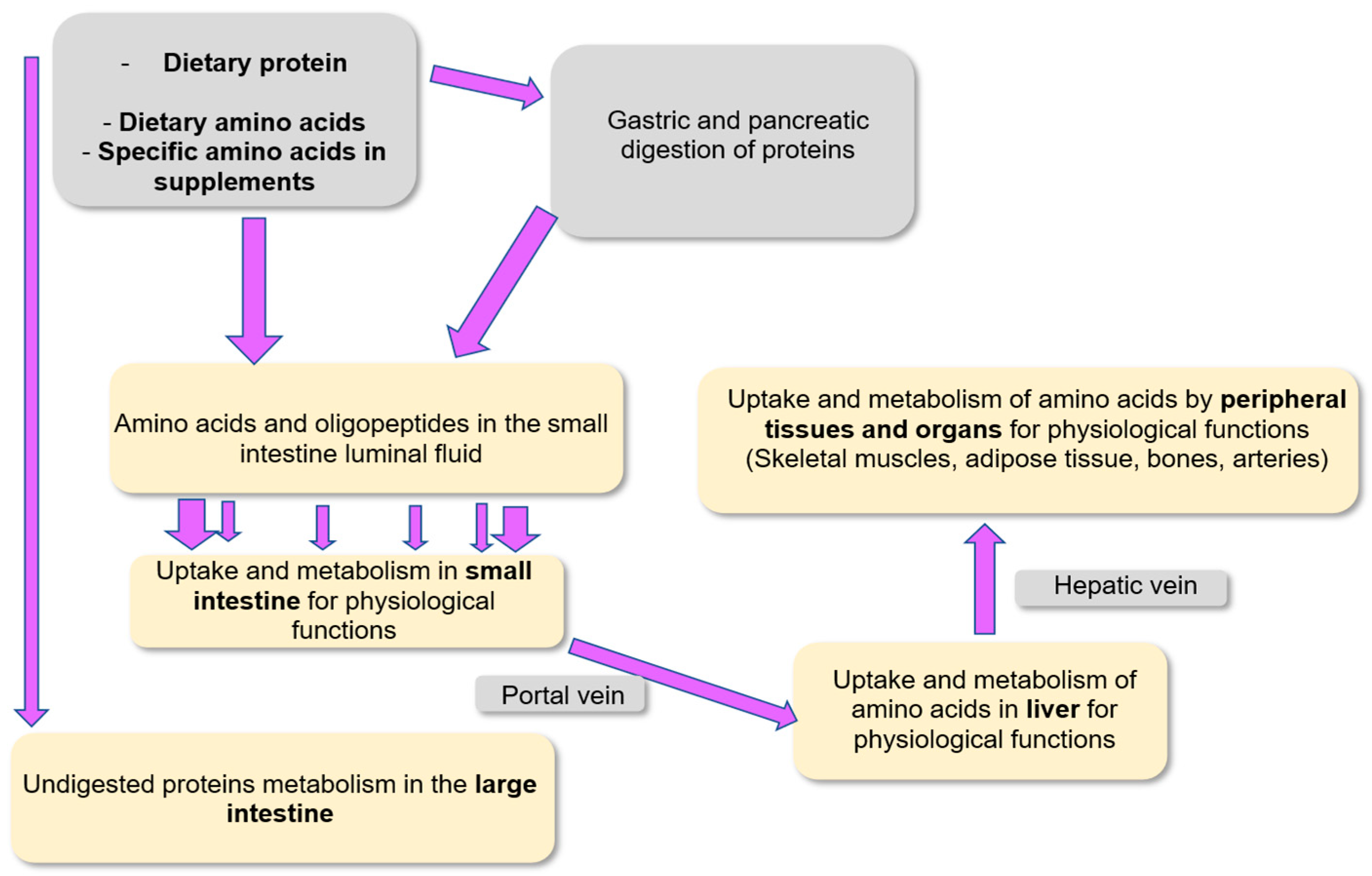 Nutrients 18 00296 g004