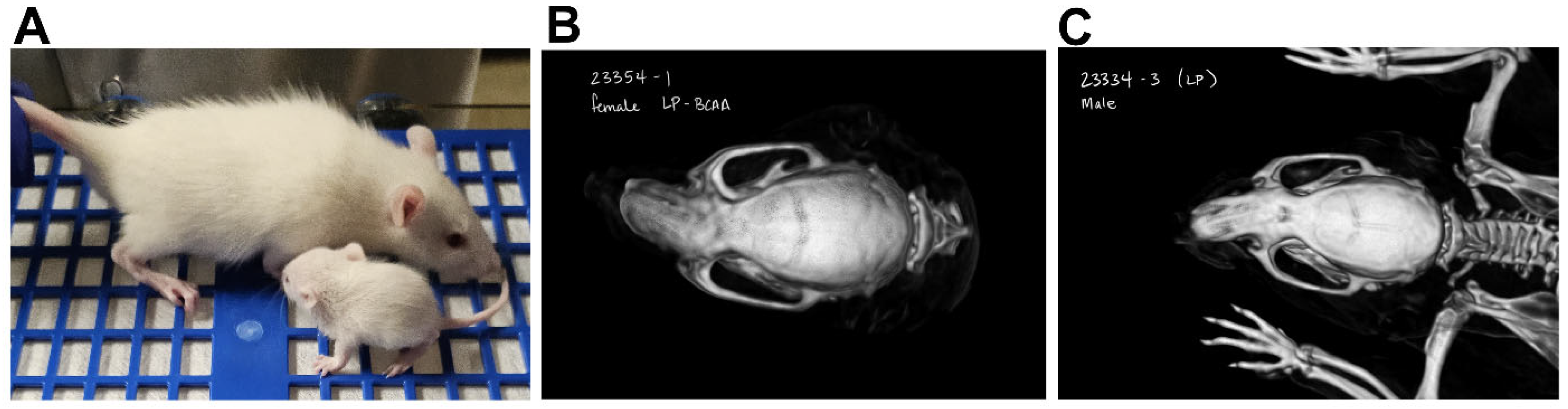 Nutrients 18 00322 g006