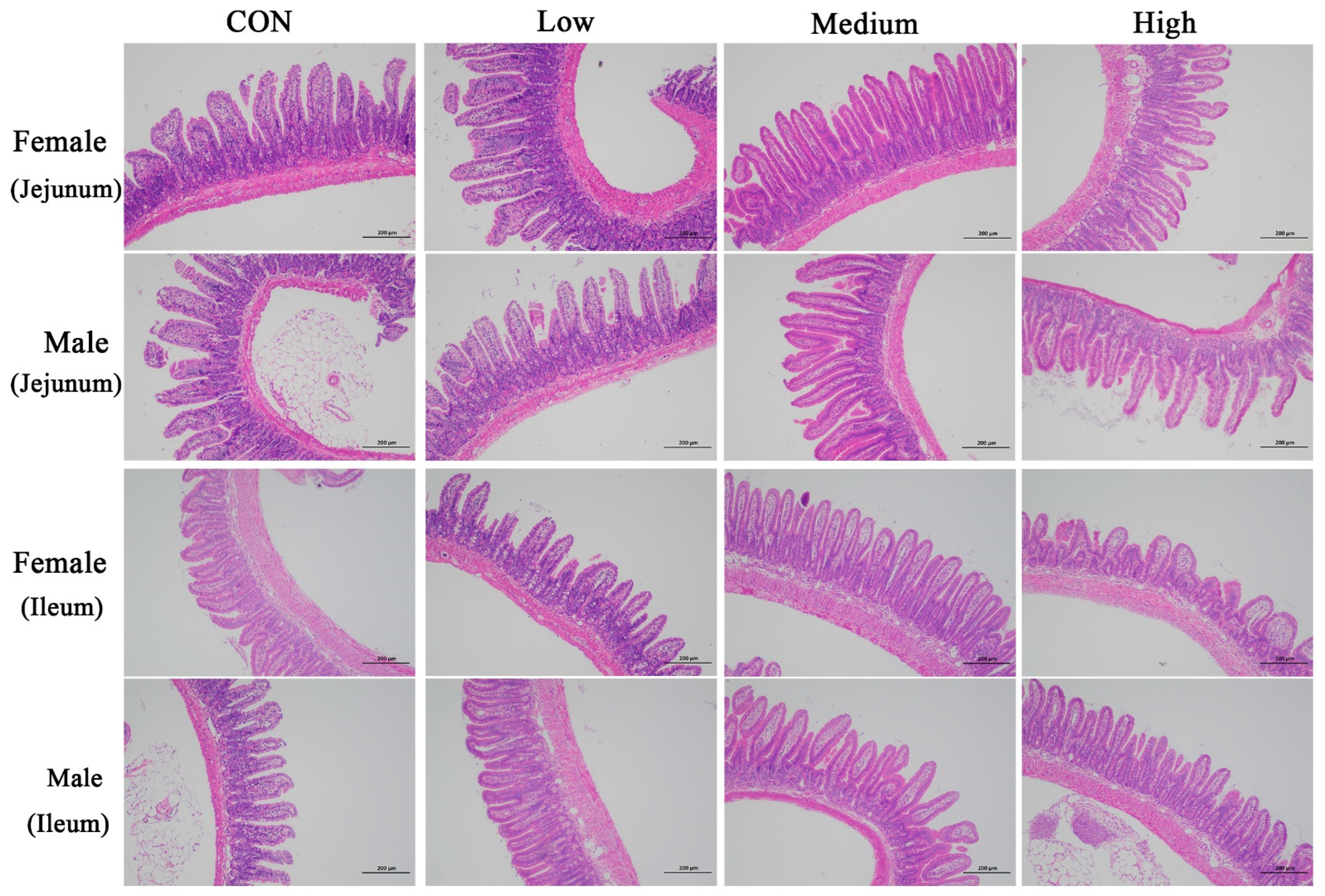 Nutrients 18 00351 g003