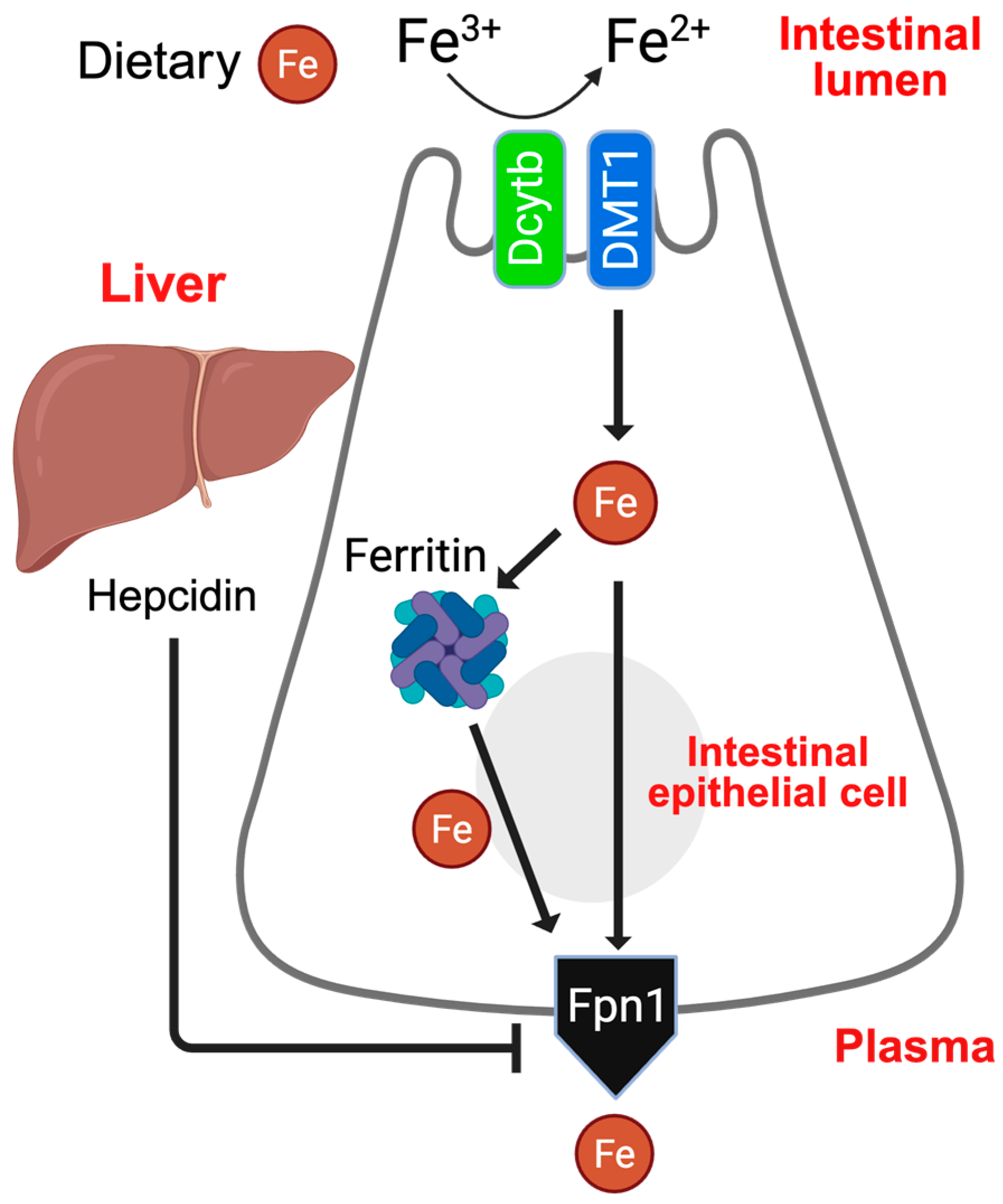Nutrients 18 00352 g001