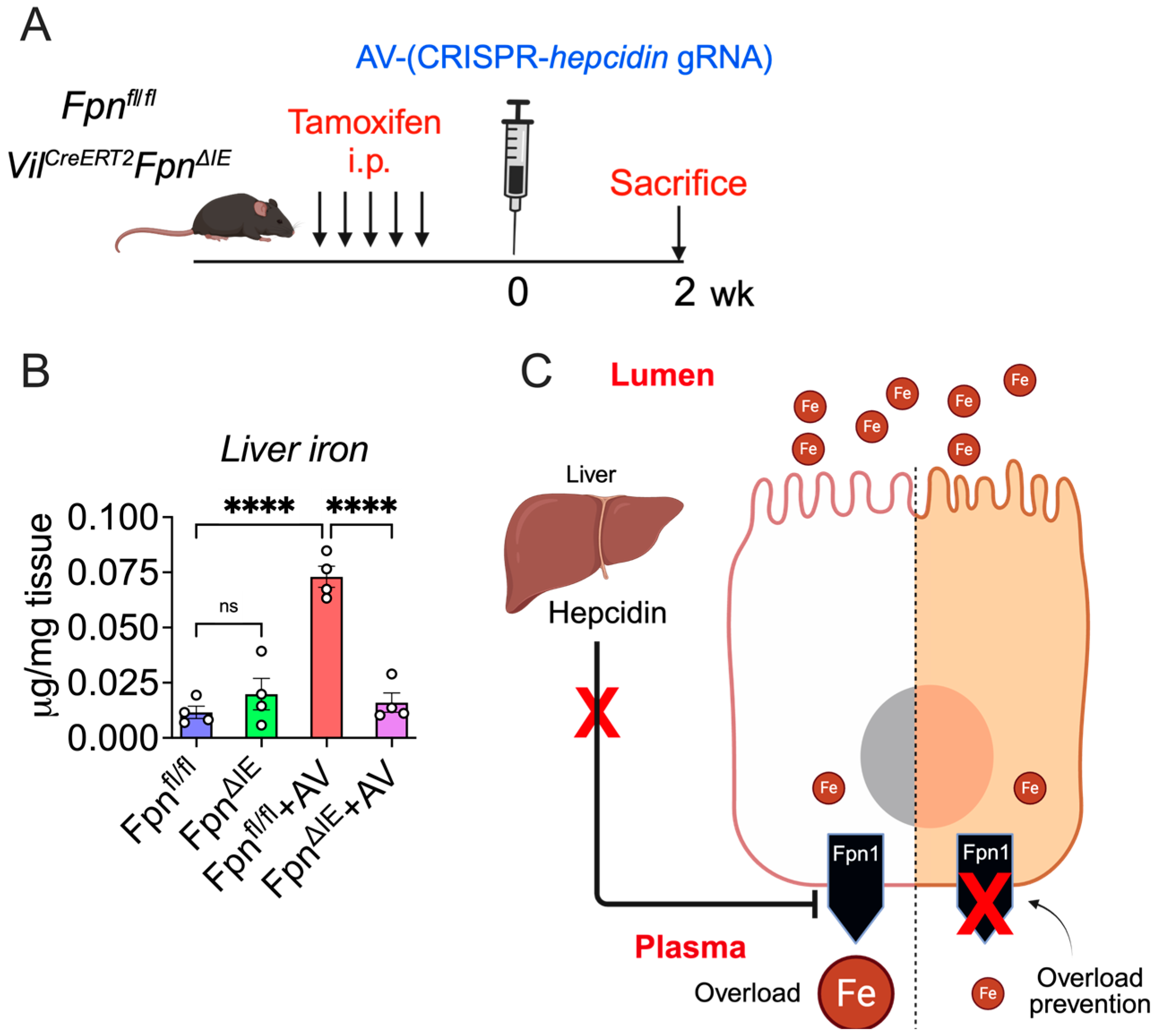 Nutrients 18 00352 g005