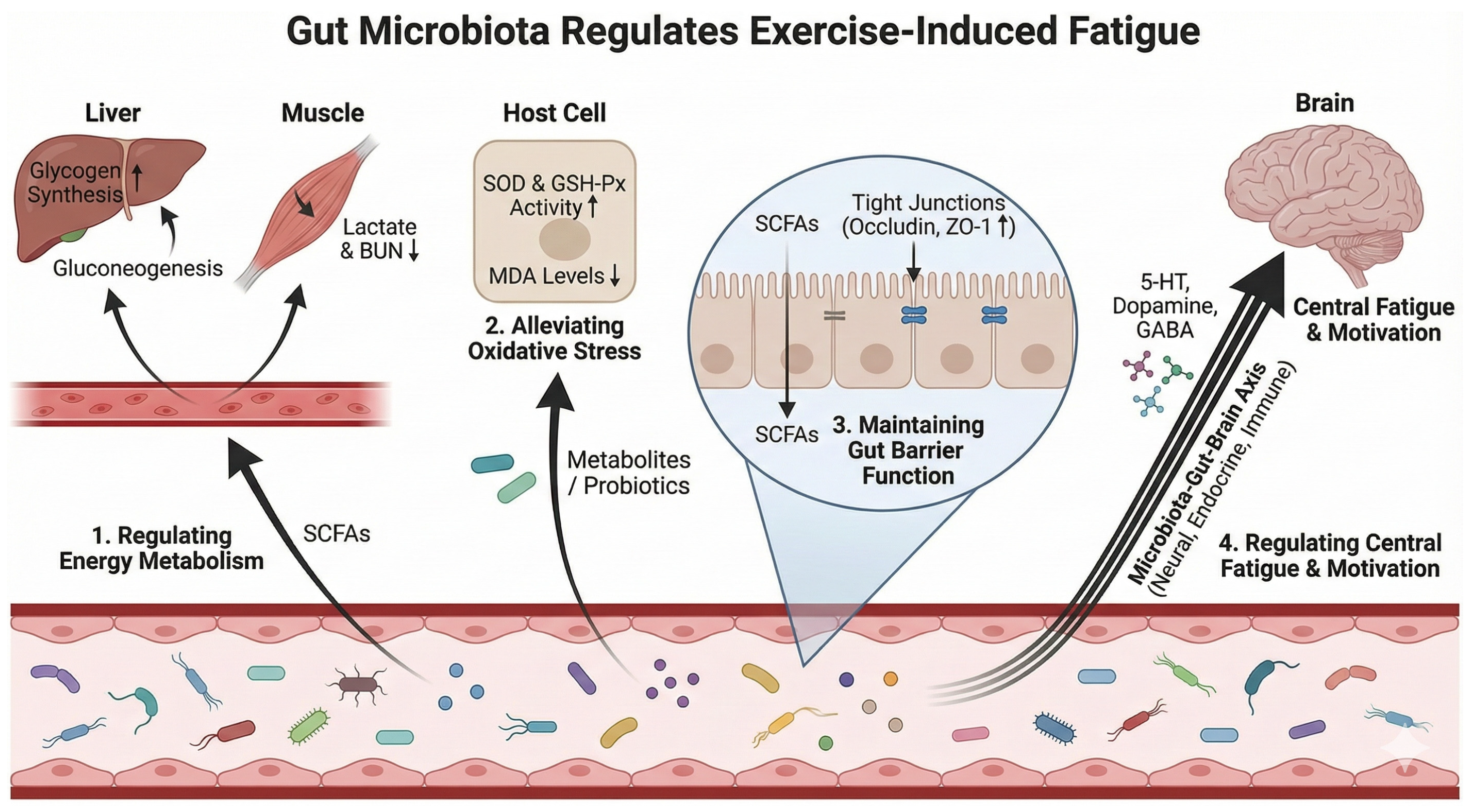 Nutrients 18 00502 g002 Nutrients 18 00502 g002