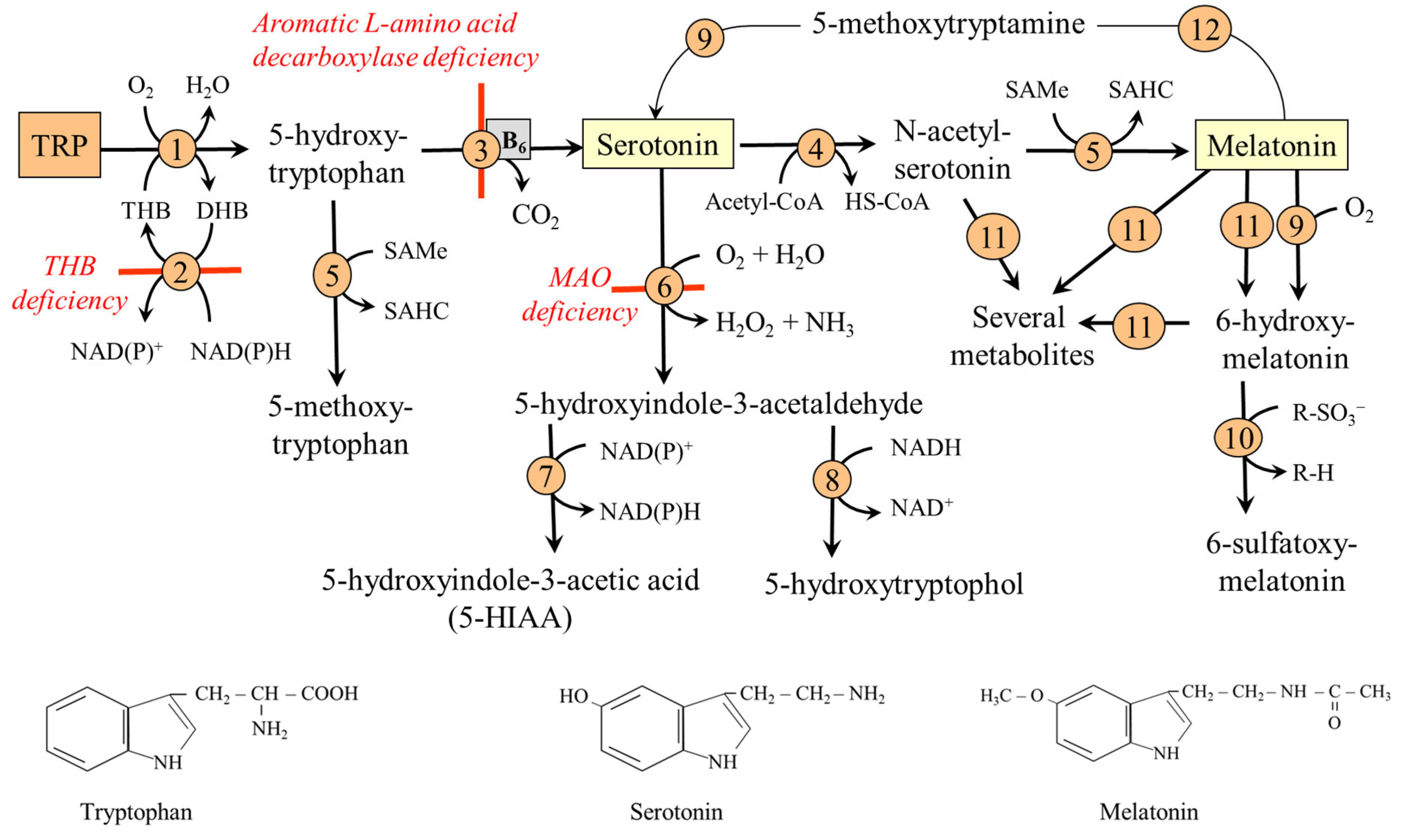 Nutrients 18 00507 g003