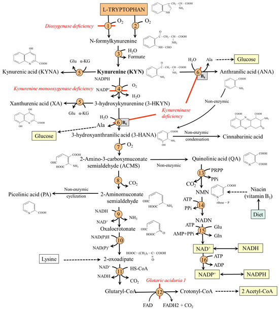 Serotonin, Kynurenine, and Indole Pathways of Tryptophan