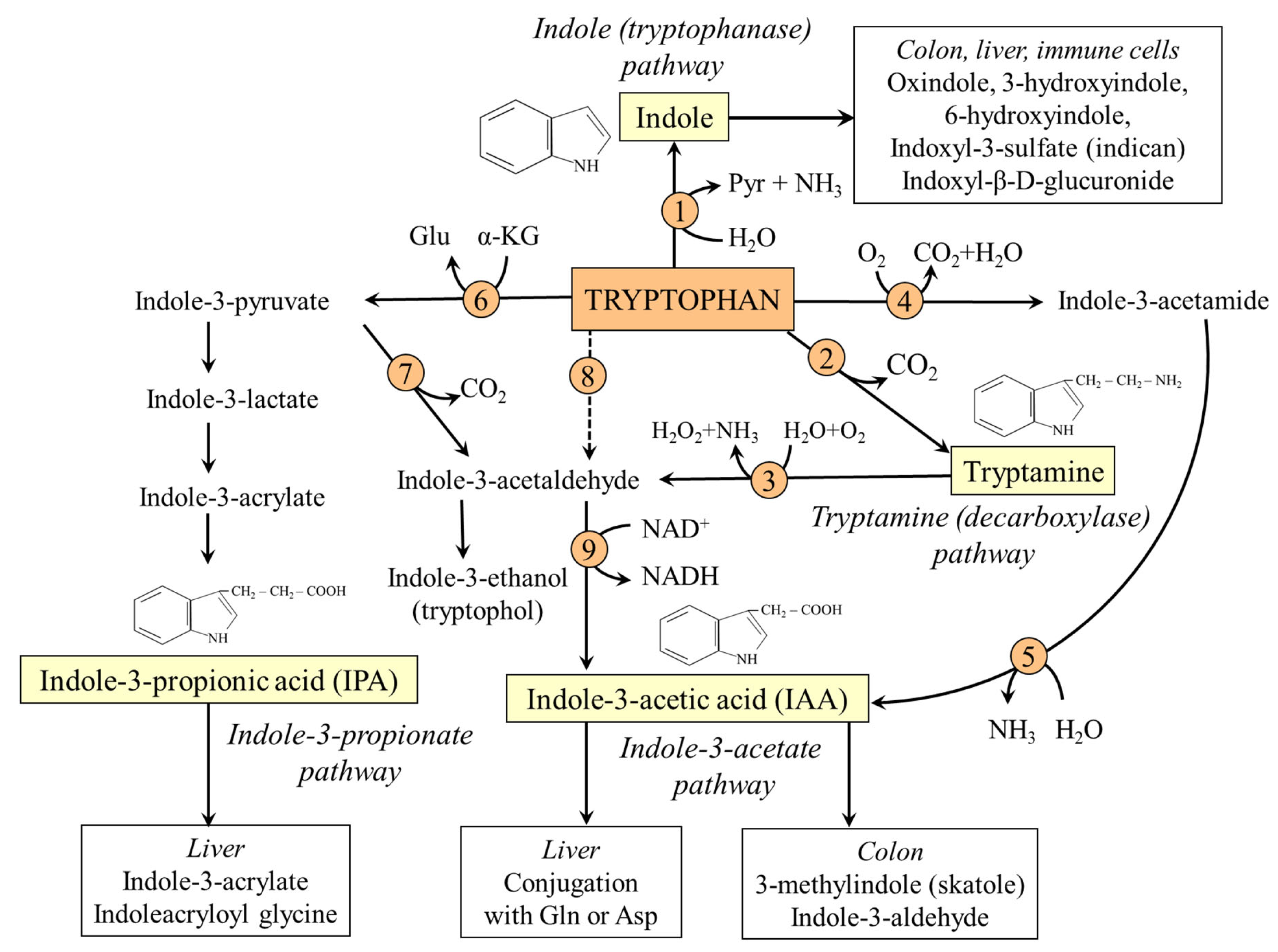 Nutrients 18 00507 g005