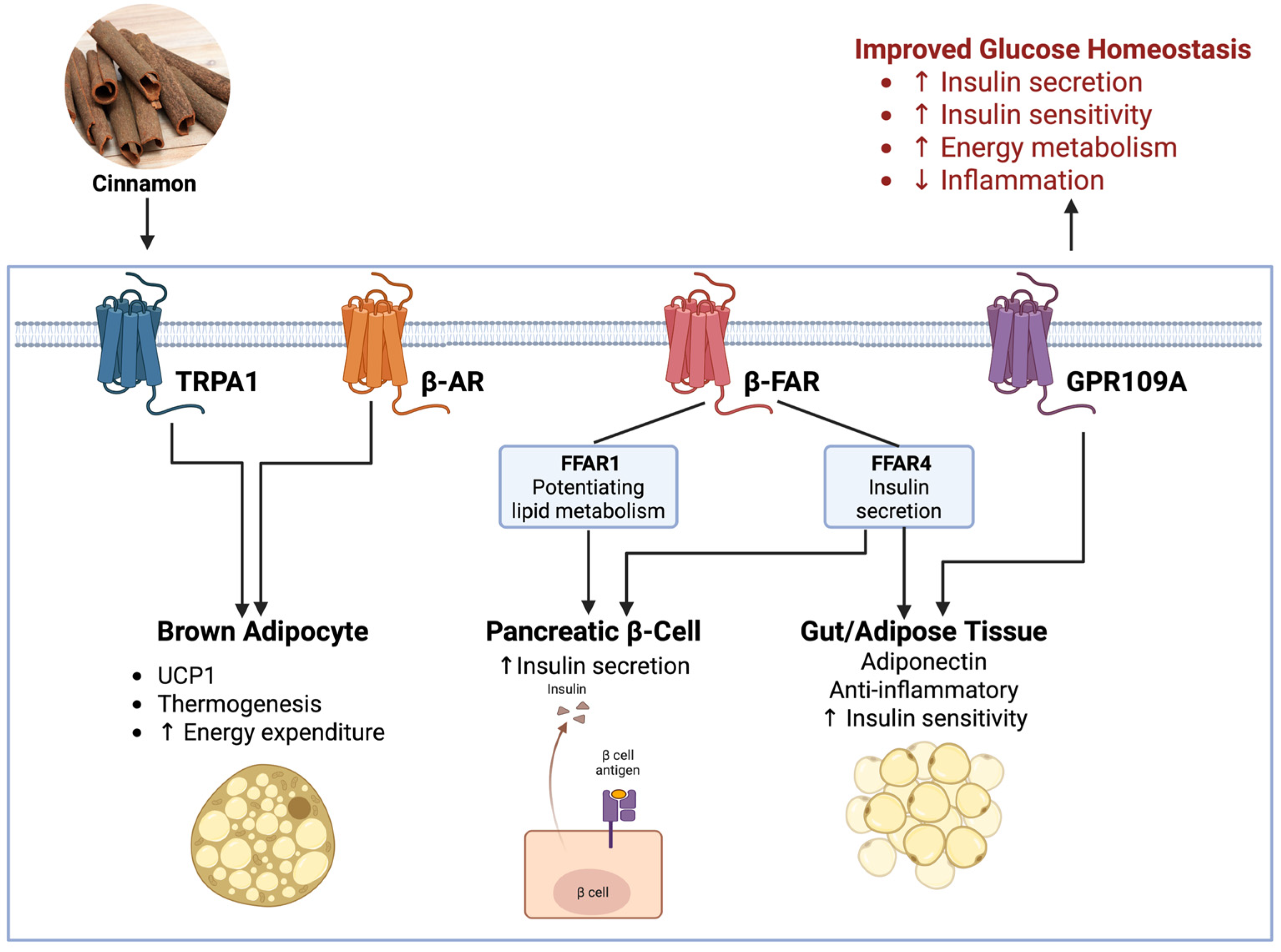 Nutrients 18 00547 g004