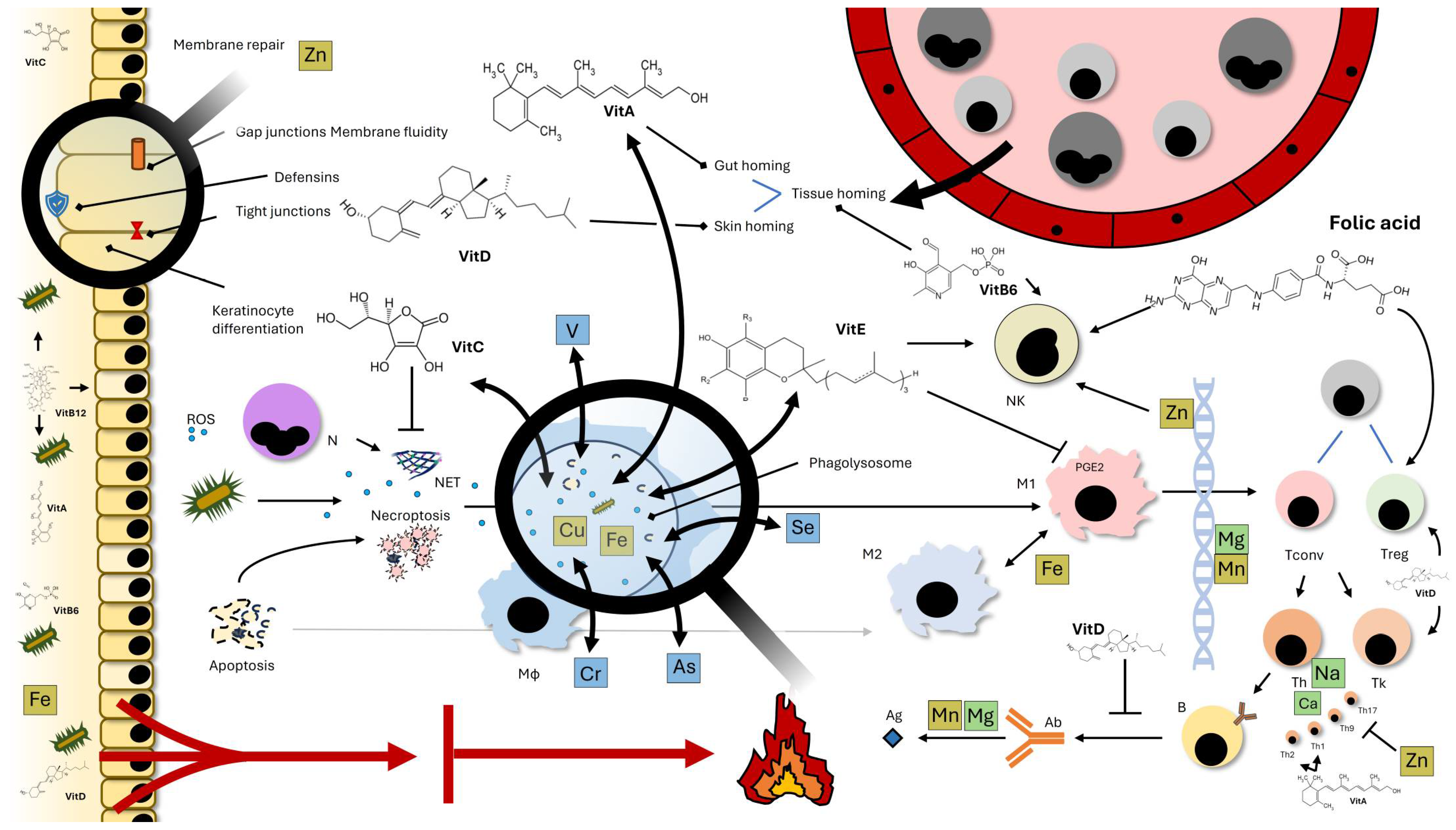 Nutrients 18 00561 g001 Nutrients 18 00561 g001