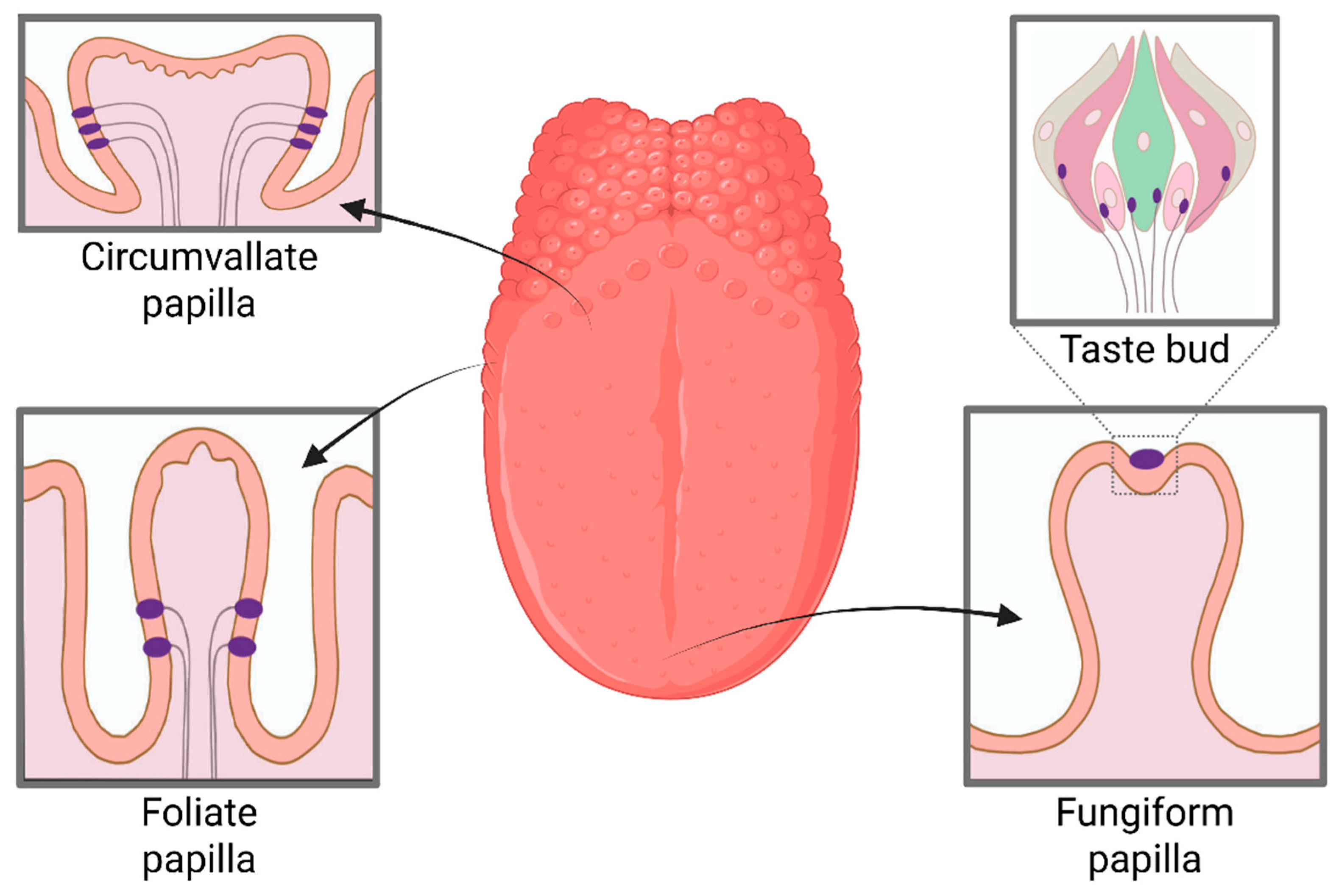 Nutrients 18 00759 g001