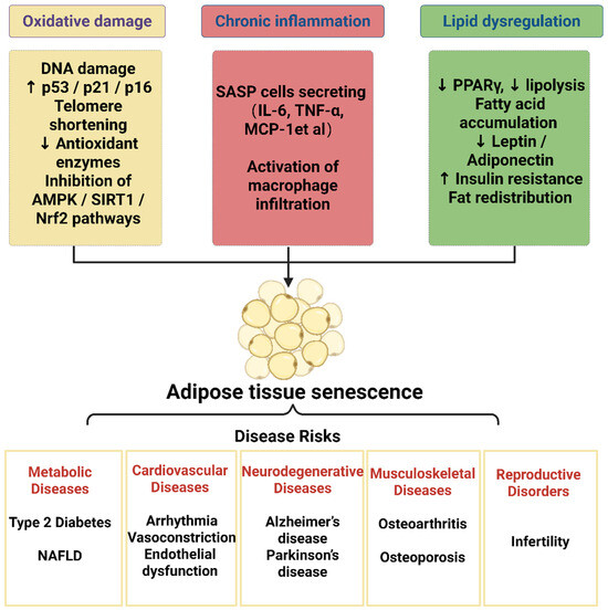 Adipose Tissue Aging and Natural Interventions: Potential Roles of ...
