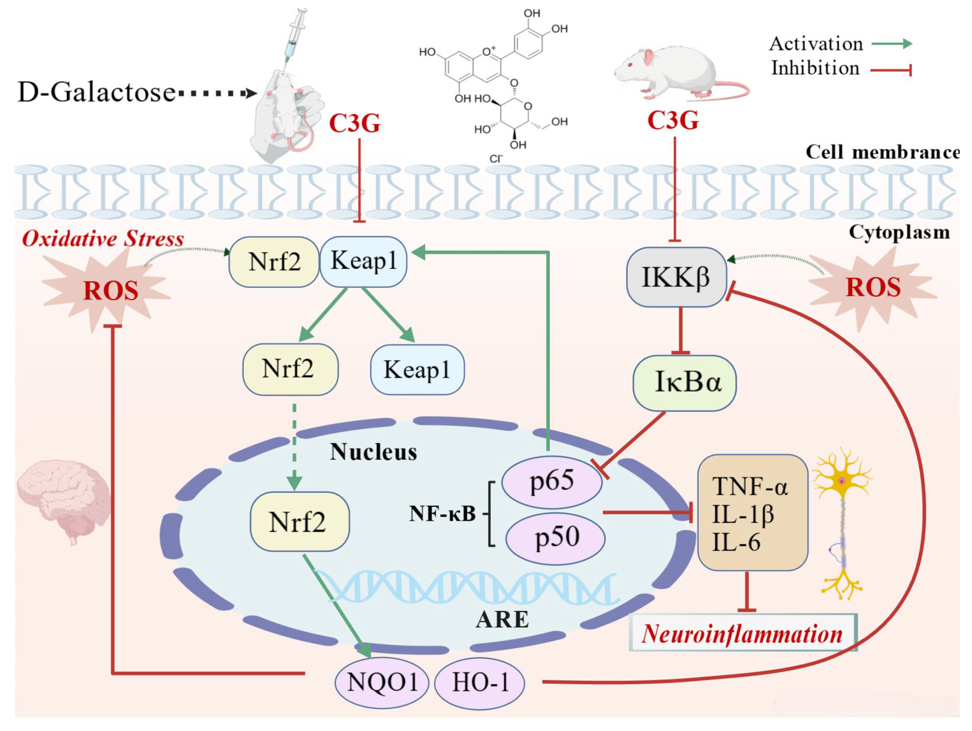 Nutrients 18 00992 g009