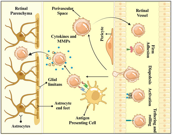 The Potential of Plant-Derived Foods to Treat Glaucoma: A Review