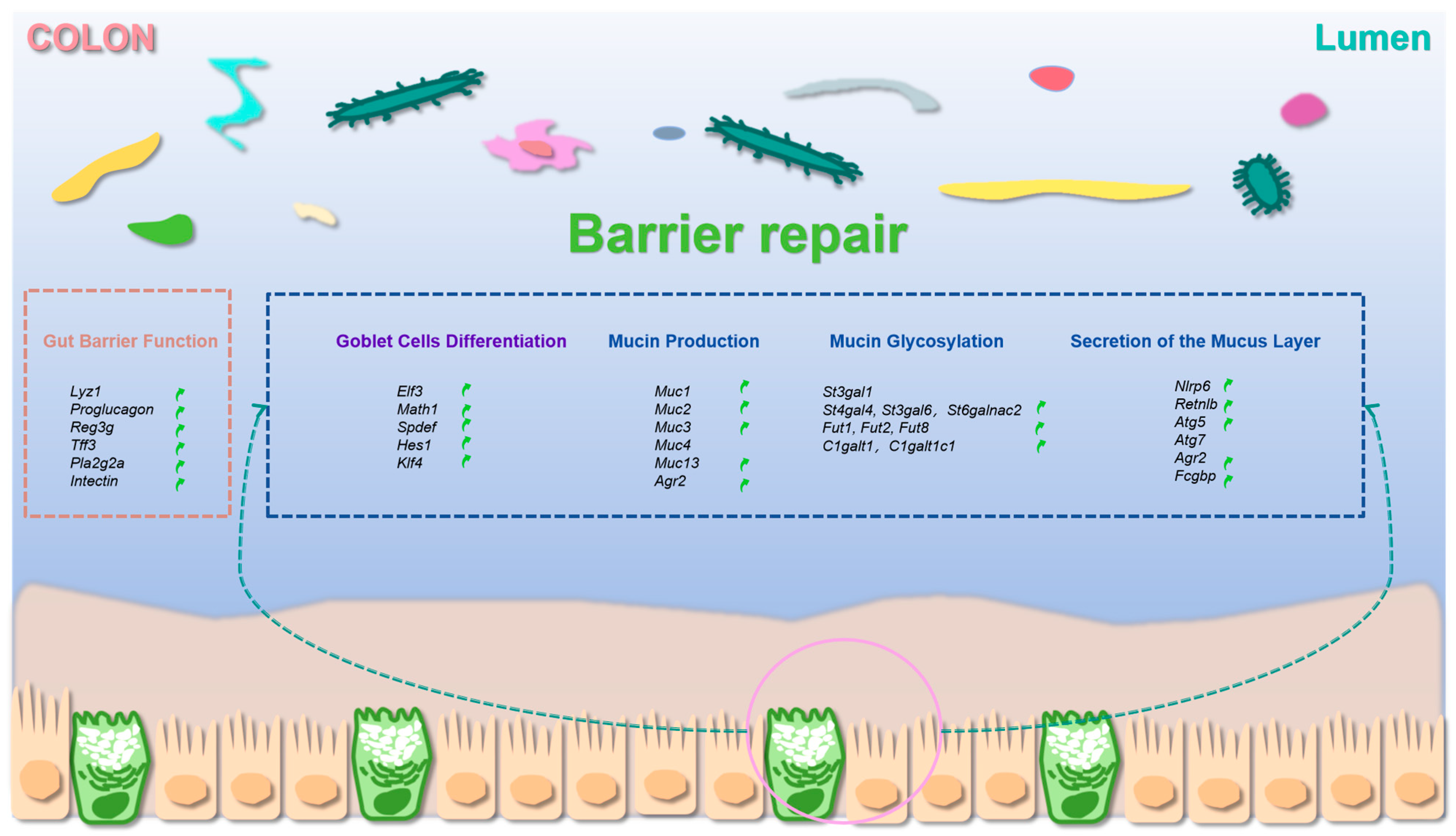 Nutrients 18 01282 g007