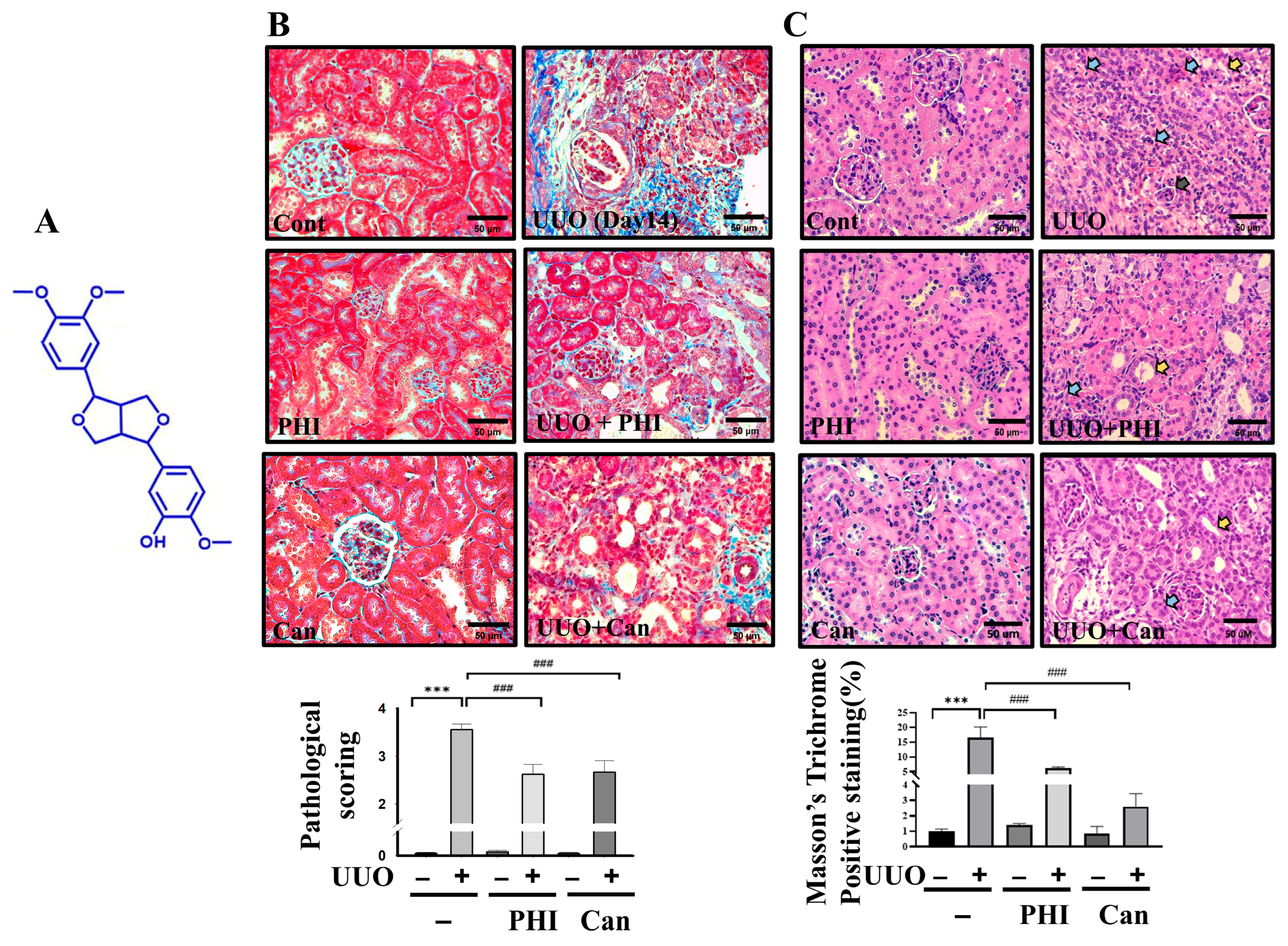 Nutrients 18 01421 g001 Nutrients 18 01421 g001