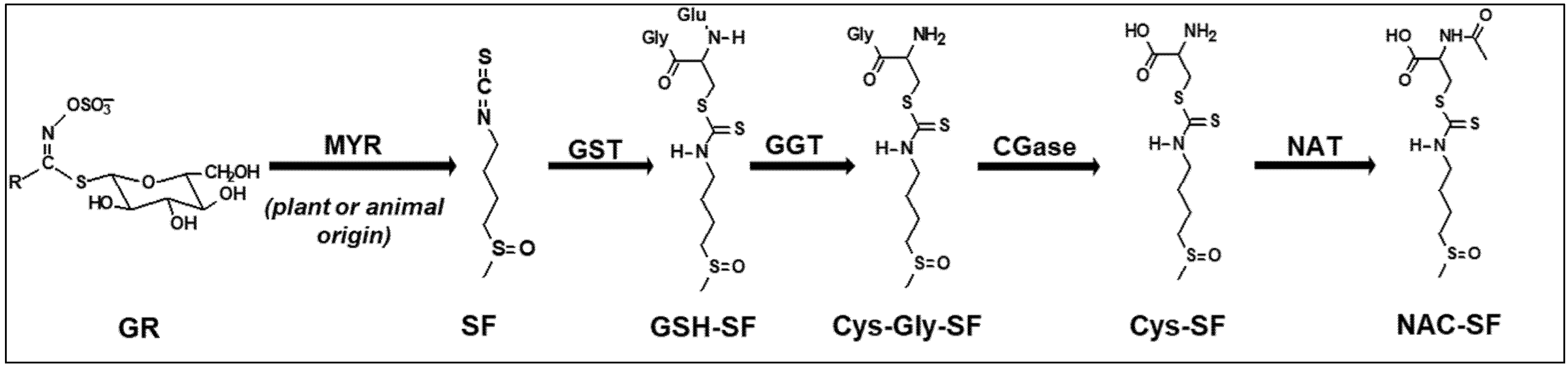 Nutrients 18 01444 g001