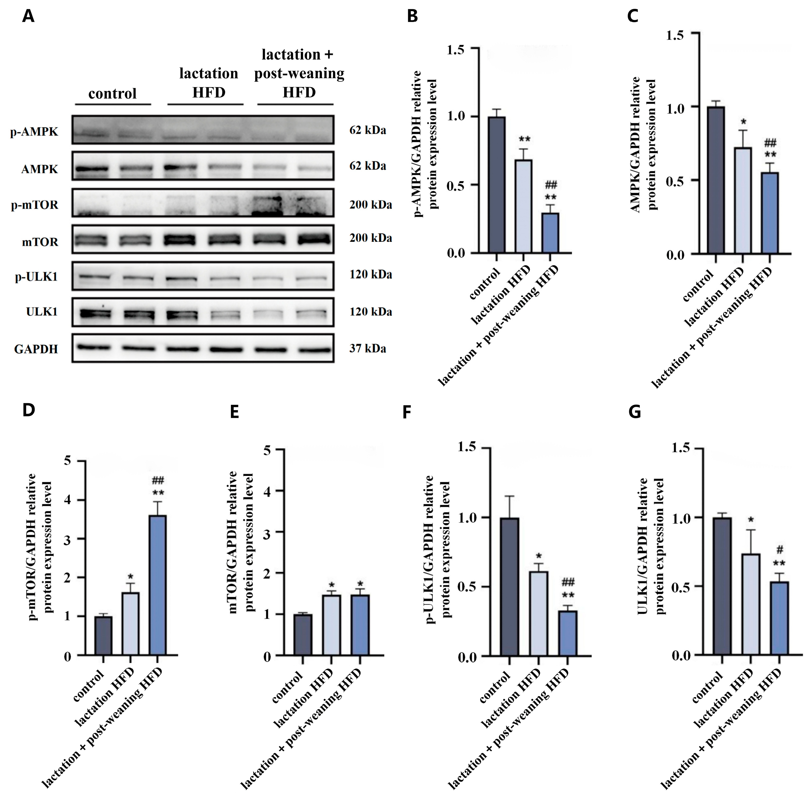 Nutrients 18 01469 g004