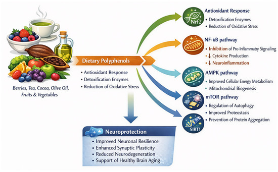 Dietary Polyphenols in Brain Aging: Molecular Mechanisms and ...