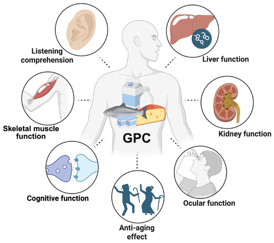 acetyl l carnitine phosphatidylserine and glycerophosphocholine gpc Glycerophosphorylcholine - an overview Amazon.com: Vital Nutrients Vital Brain