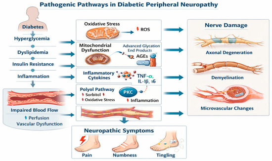 alpha lipoic acid and acetyl l carnitine for peripheral neuropathy Alpha-Lipoic Acid and Benfotiamine in Diabetic Peripheral Neuropathy: A  Critical Review of Mechanistic Rationale and Clinical Evidence Within a  Nutritional Therapeutic Framework