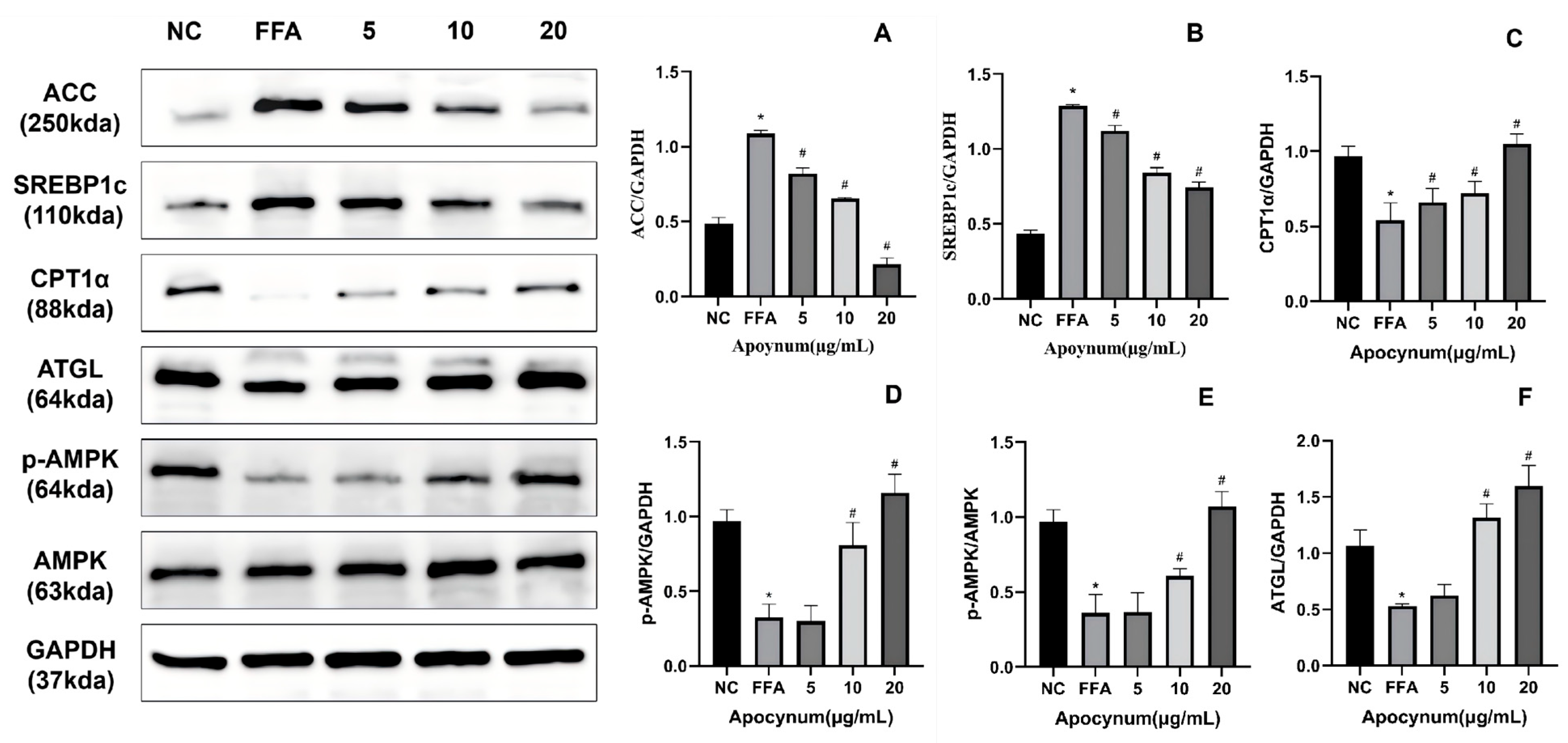Nutrients 18 01586 g003 Nutrients 18 01586 g003