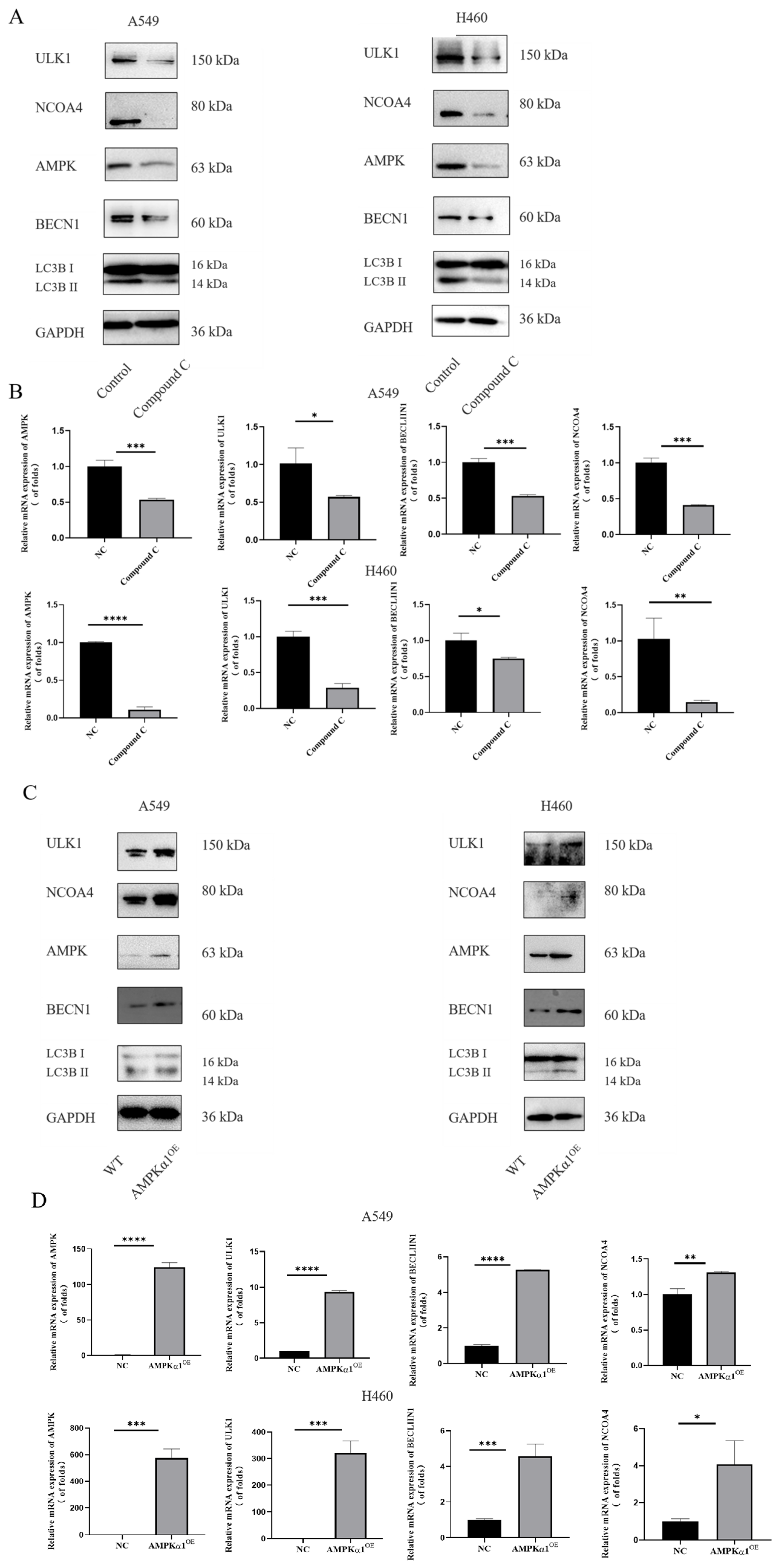 Nutrients 18 01596 g005 Nutrients 18 01596 g005