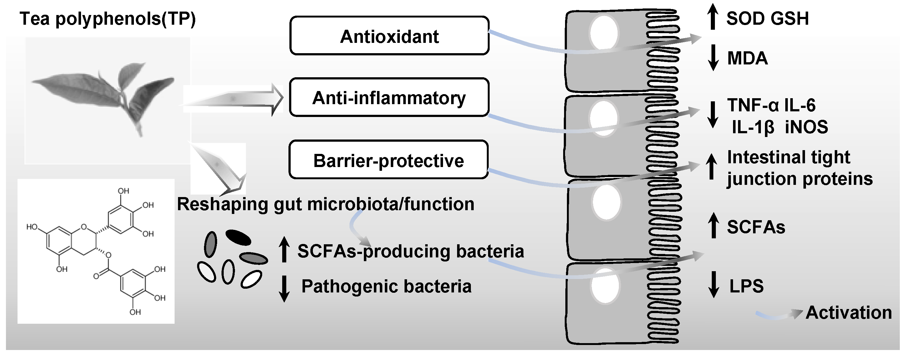 Nutrients 18 01606 g001