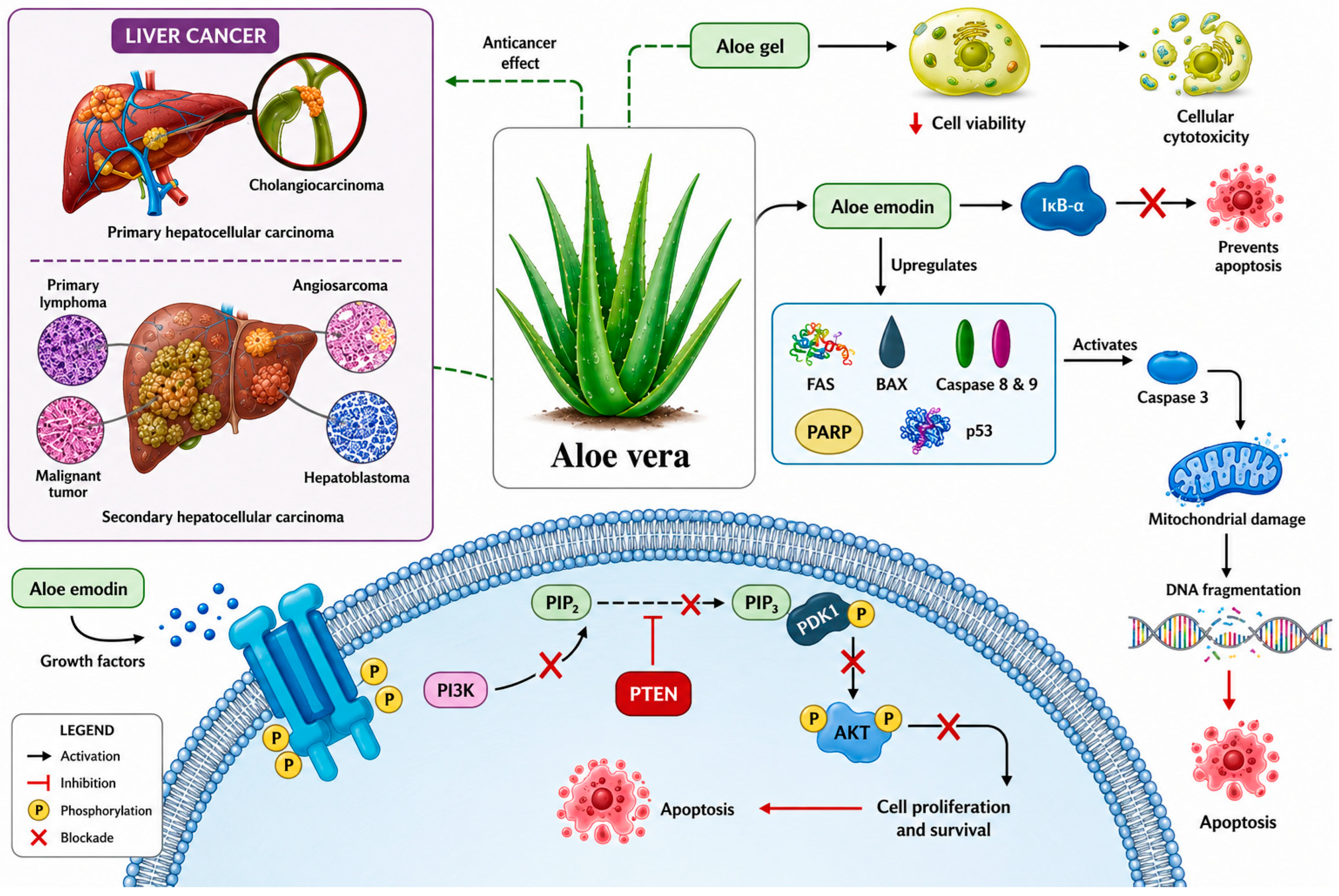Nutrients 18 02034 g003 Nutrients 18 02034 g003