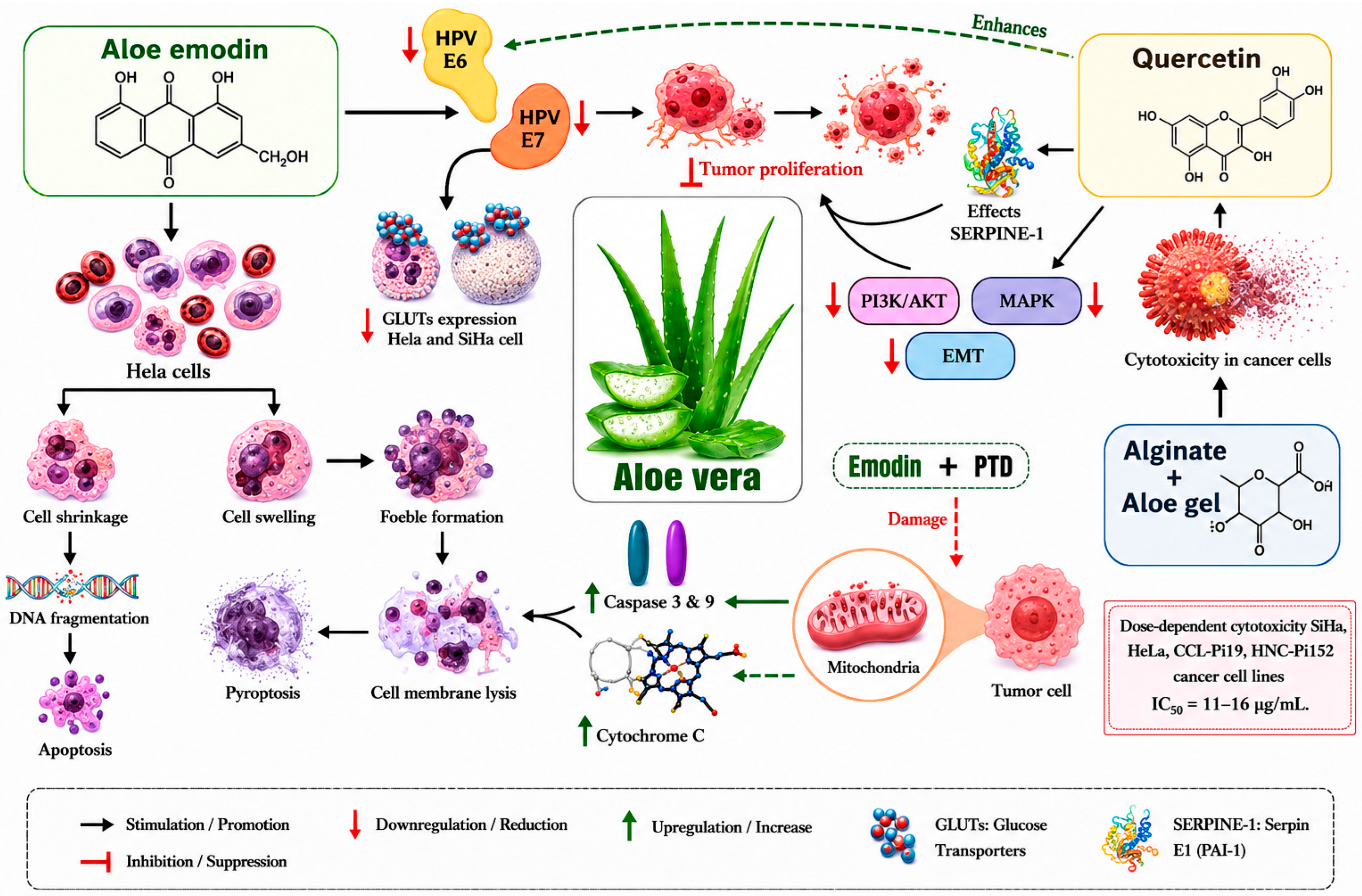 Nutrients 18 02034 g004 Nutrients 18 02034 g004