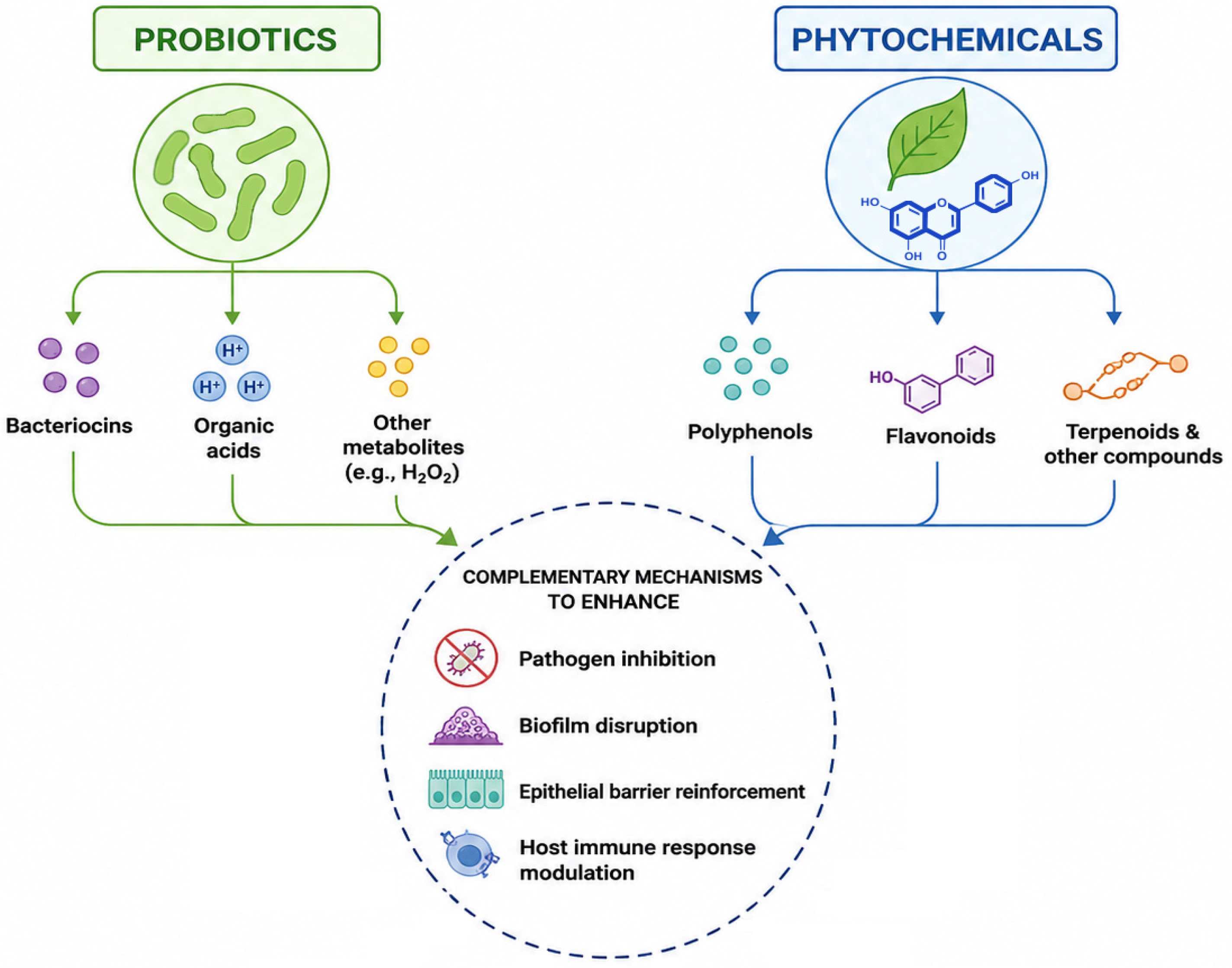 Probiotic–Plant Bioactive Synergy in Gut Health: Mechanisms 