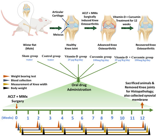 Vitamin D and Curcumin Mitigate ACLT + MMx-Induced Knee Osteoarthritis by Improving Antioxidant-Related Nrf2/HO-1 Expression and Reducing Synovial Inflammation