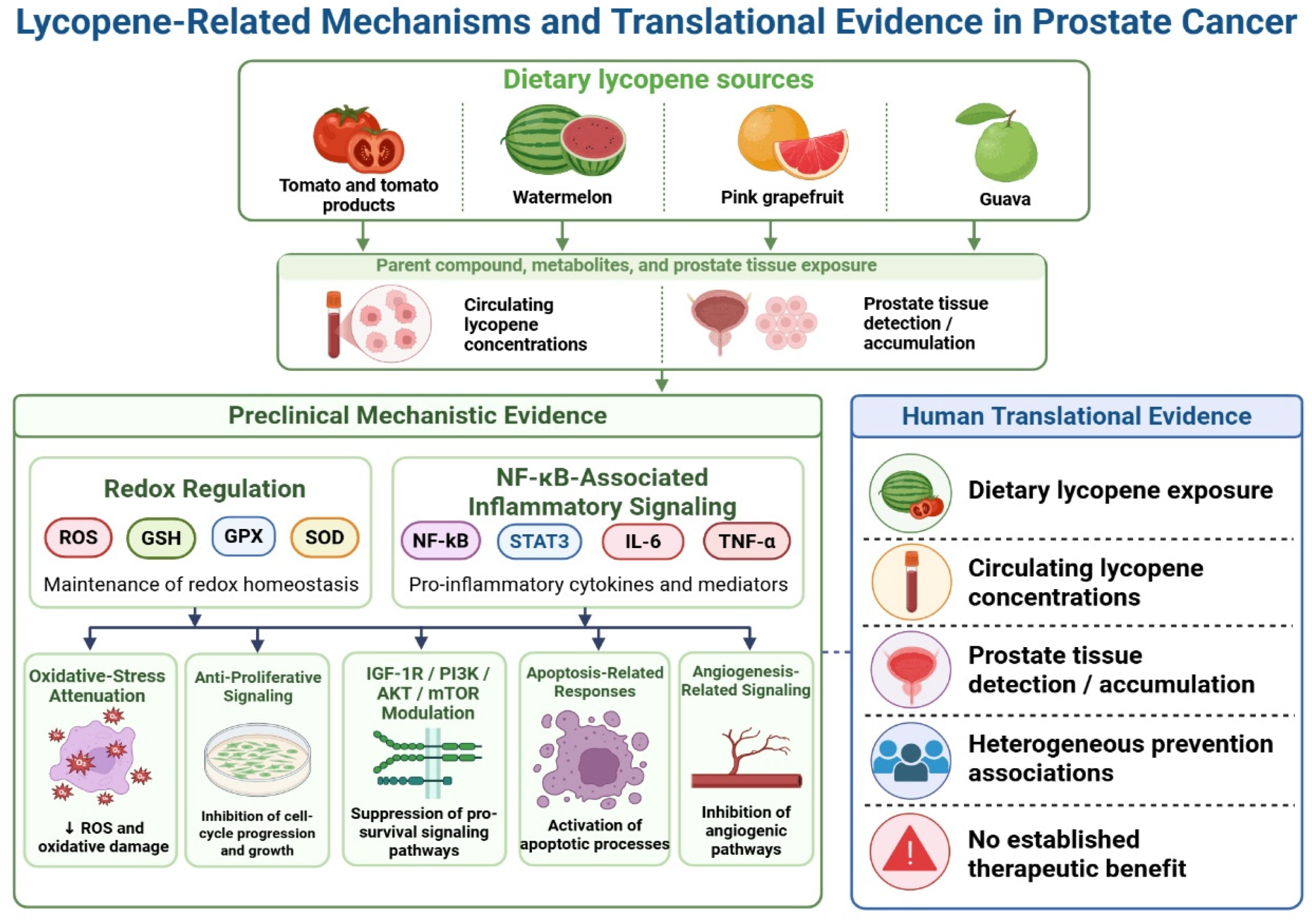 Nutrients 18 02411 g004 Nutrients 18 02411 g004