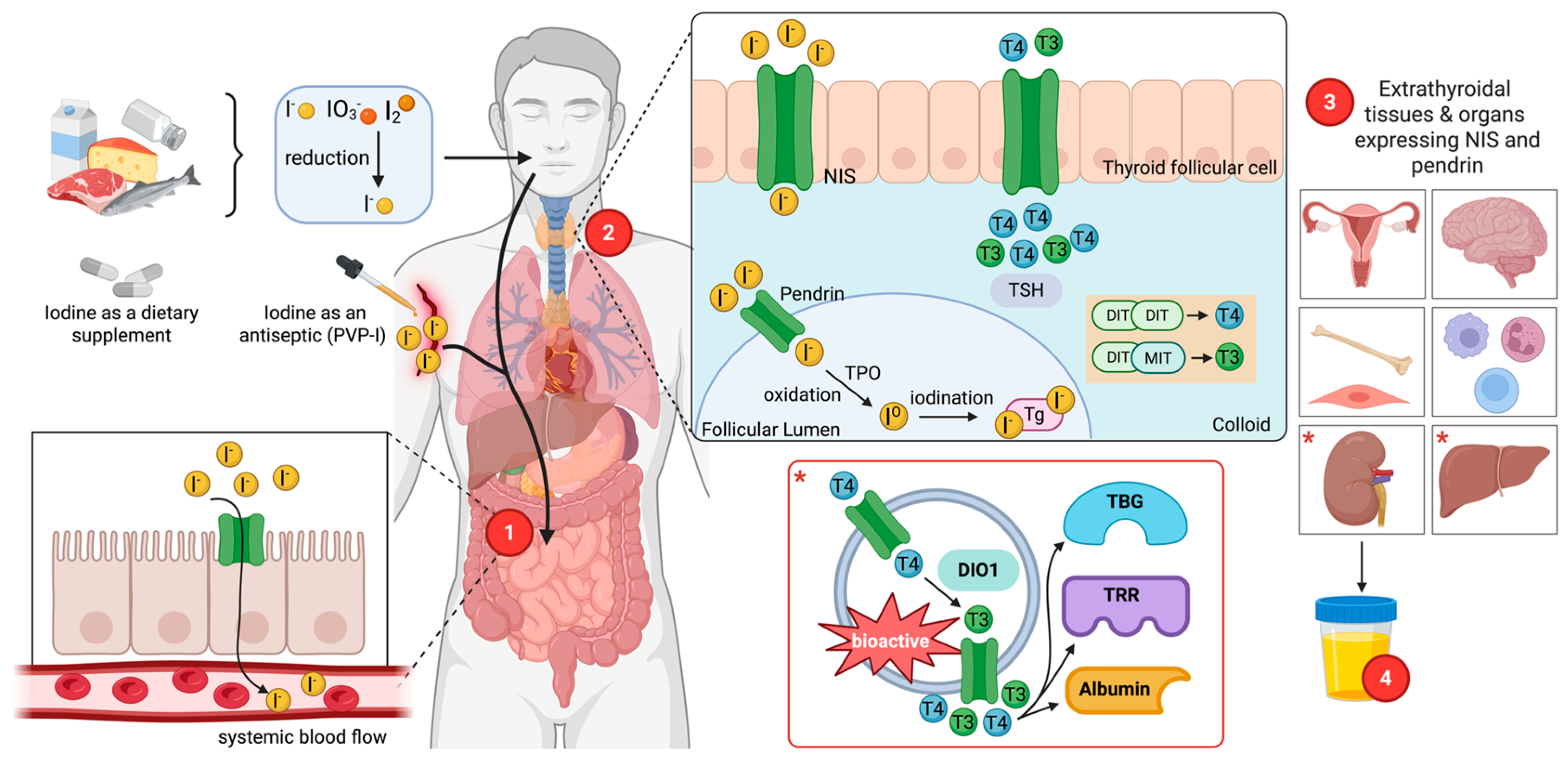 Nutrients 18 02432 g001 Nutrients 18 02432 g001