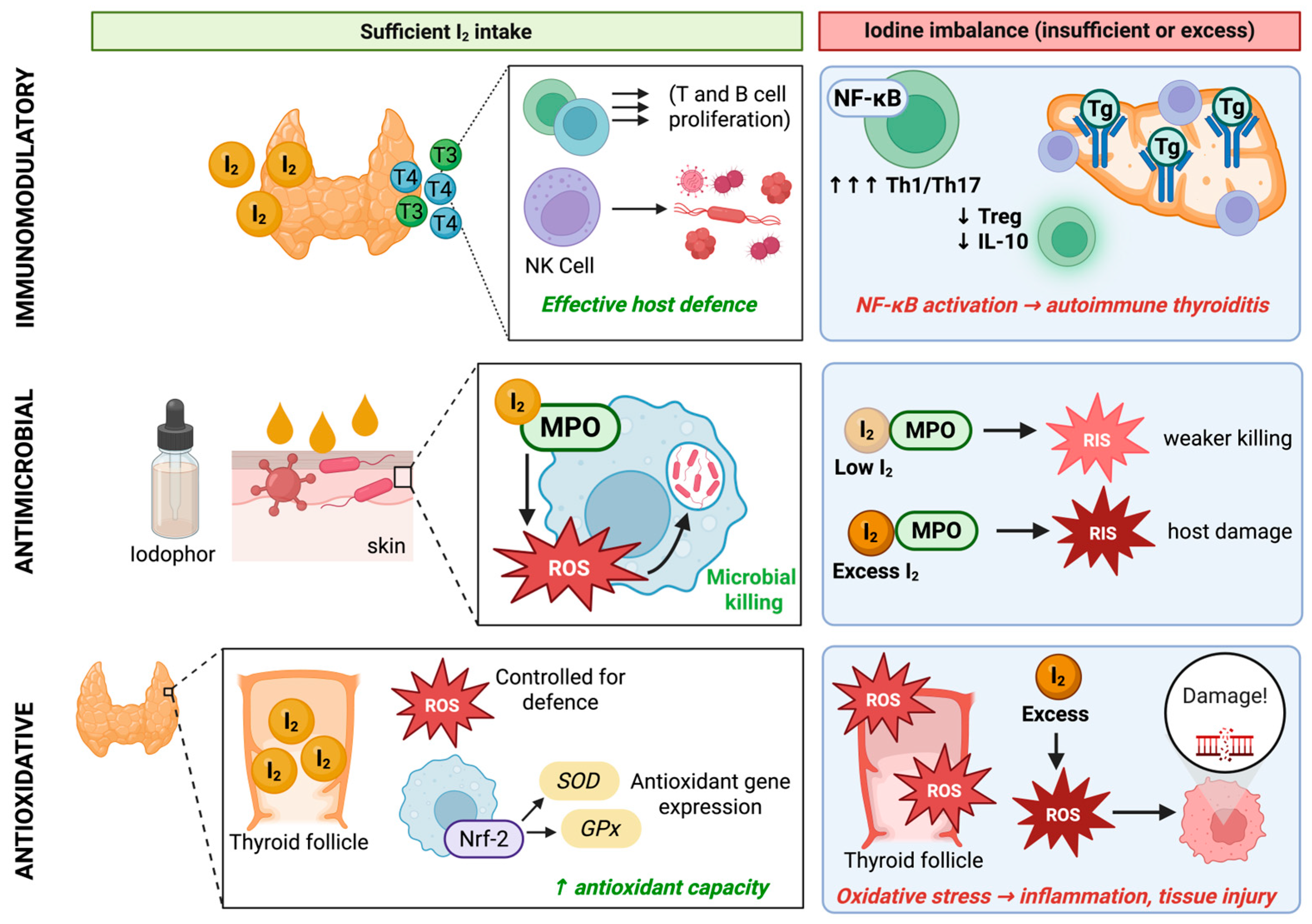 Nutrients 18 02432 g002 Nutrients 18 02432 g002