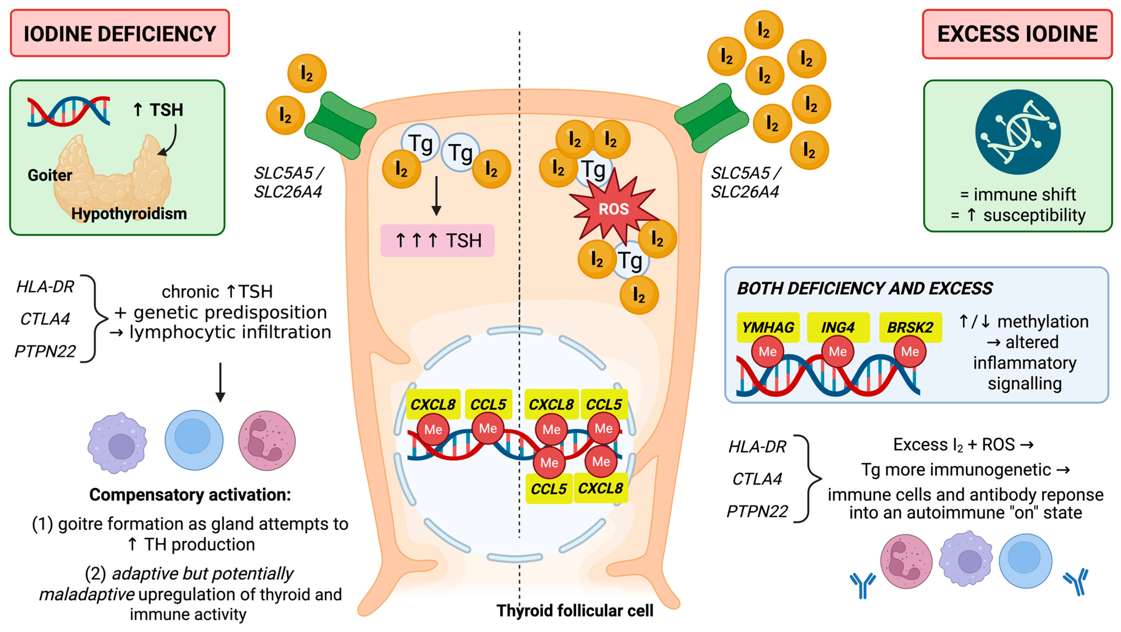 Nutrients 18 02432 g003 Nutrients 18 02432 g003