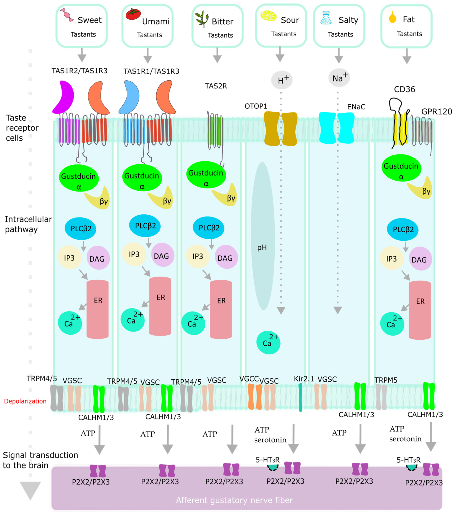 Nutrients 18 02531 g001 Nutrients 18 02531 g001