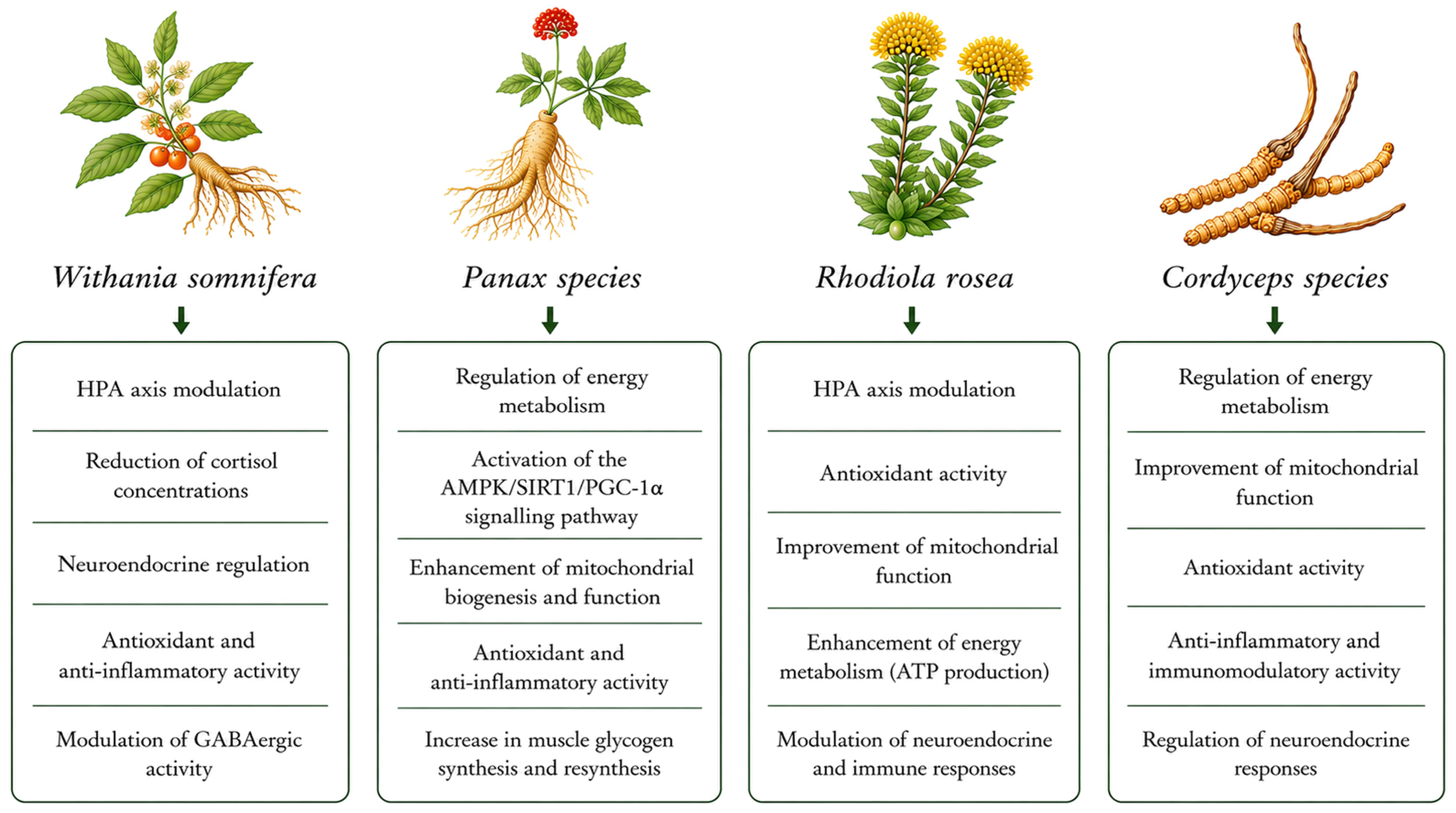 Nutrients 18 02552 g001 Nutrients 18 02552 g001