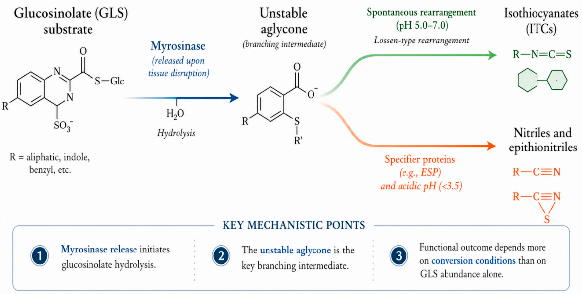 Nutrients 18 02624 g001 Nutrients 18 02624 g001