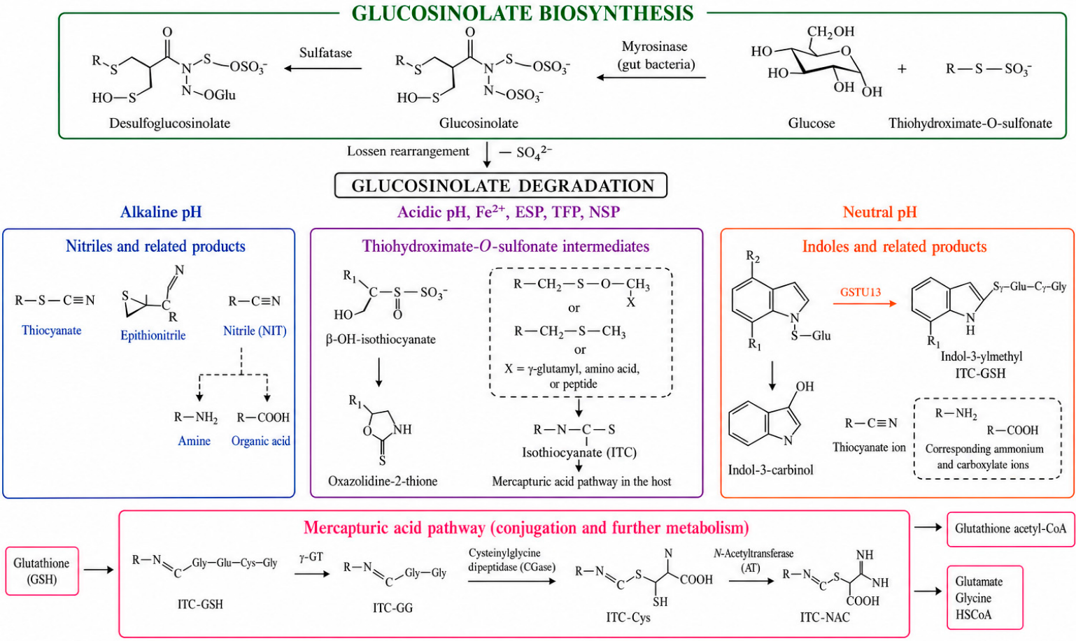 Nutrients 18 02624 g002 Nutrients 18 02624 g002