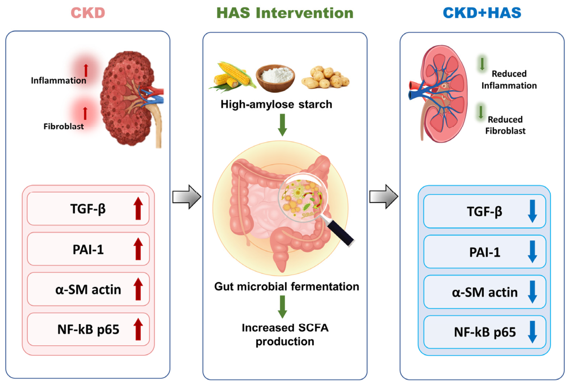 Nutrients 18 02682 g001 Nutrients 18 02682 g001