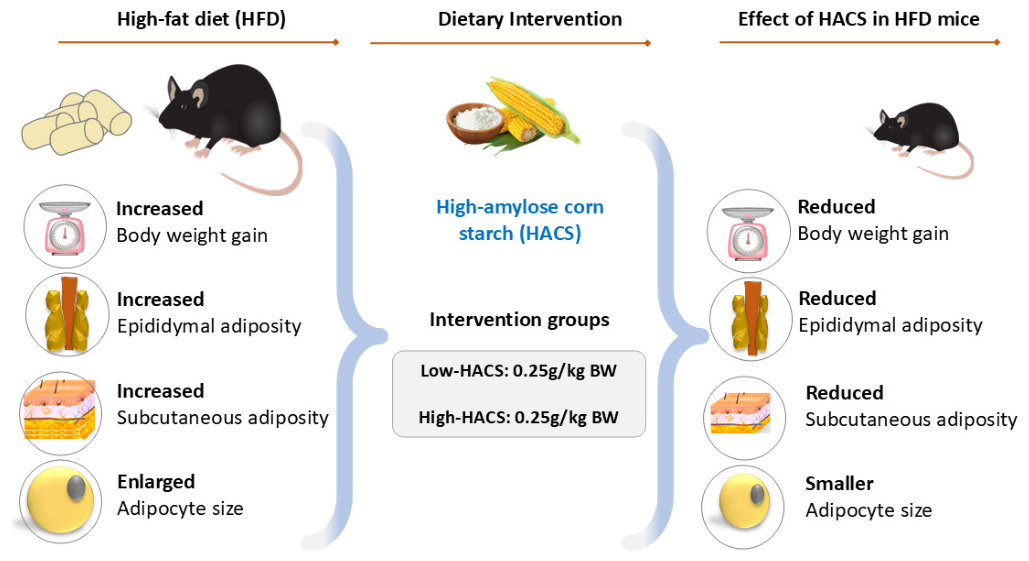 Nutrients 18 02682 g002 Nutrients 18 02682 g002