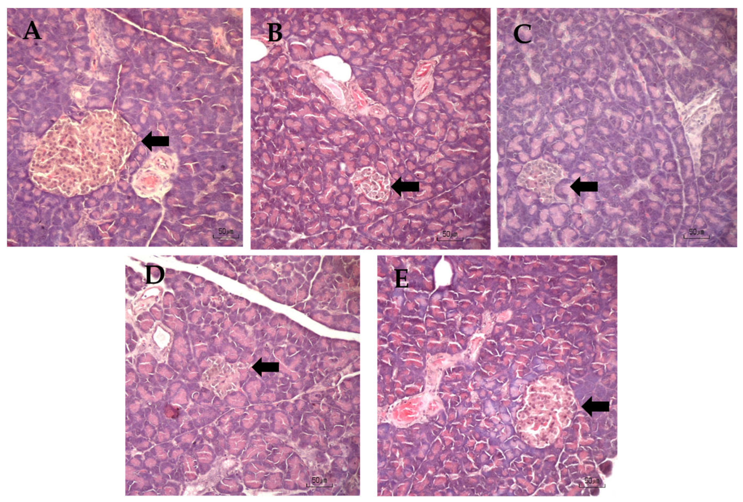Nutrients 18 02686 g005 Nutrients 18 02686 g005