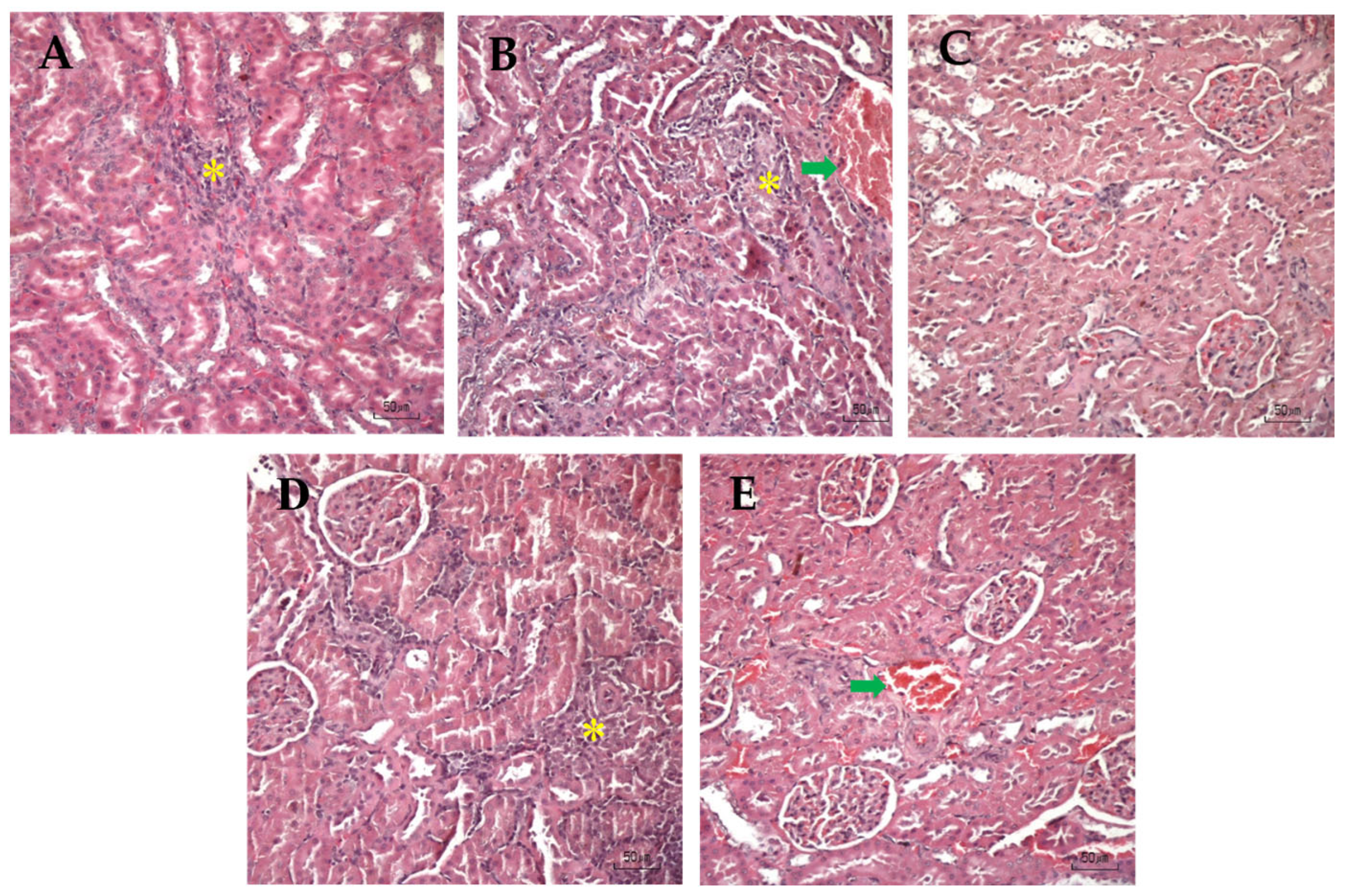 Nutrients 18 02686 g006 Nutrients 18 02686 g006