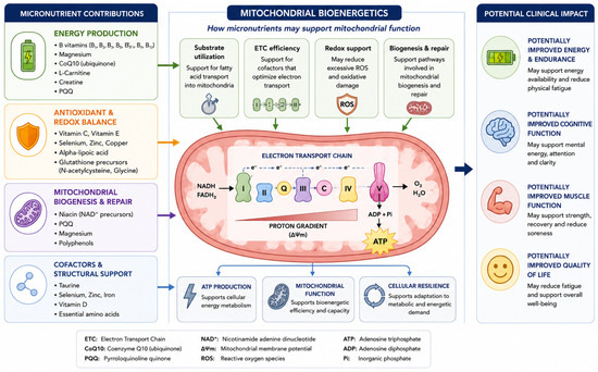 Micronutrition as a Therapeutic Strategy for Mitochondrial Dysfunction in Myalgic Encephalomyelitis/Chronic Fatigue Syndrome and Fibromyalgia: A Narrative Review