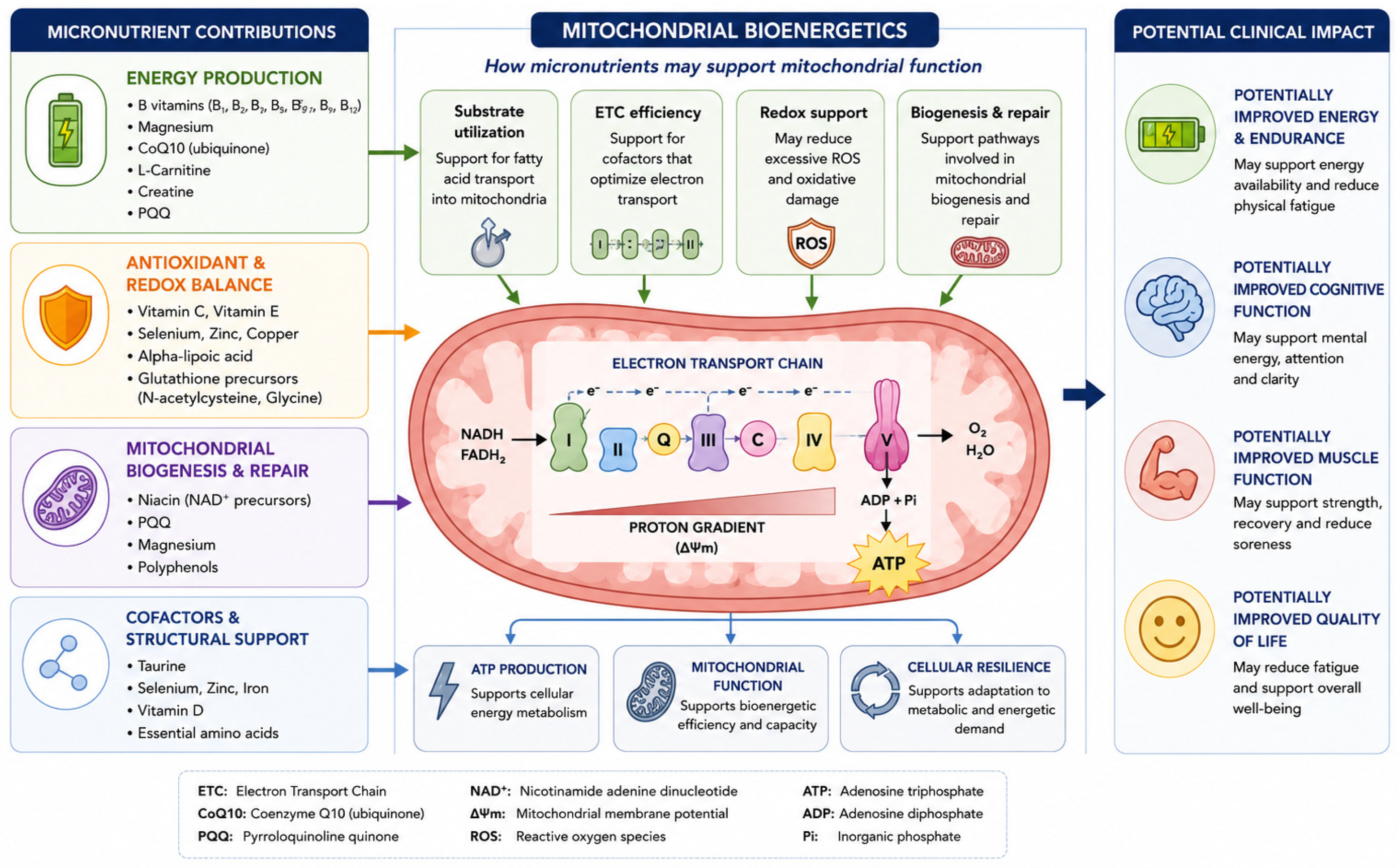 Micronutrition as a Therapeutic Strategy for Mitochondrial Dysfunction in Myalgic Encephalomyelitis/Chronic Fatigue Syndrome and Fibromyalgia: A Narrative Review