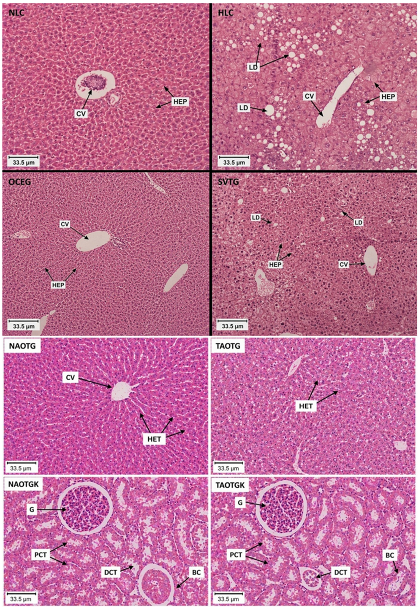 Nutrients 18 02766 g005 Nutrients 18 02766 g005