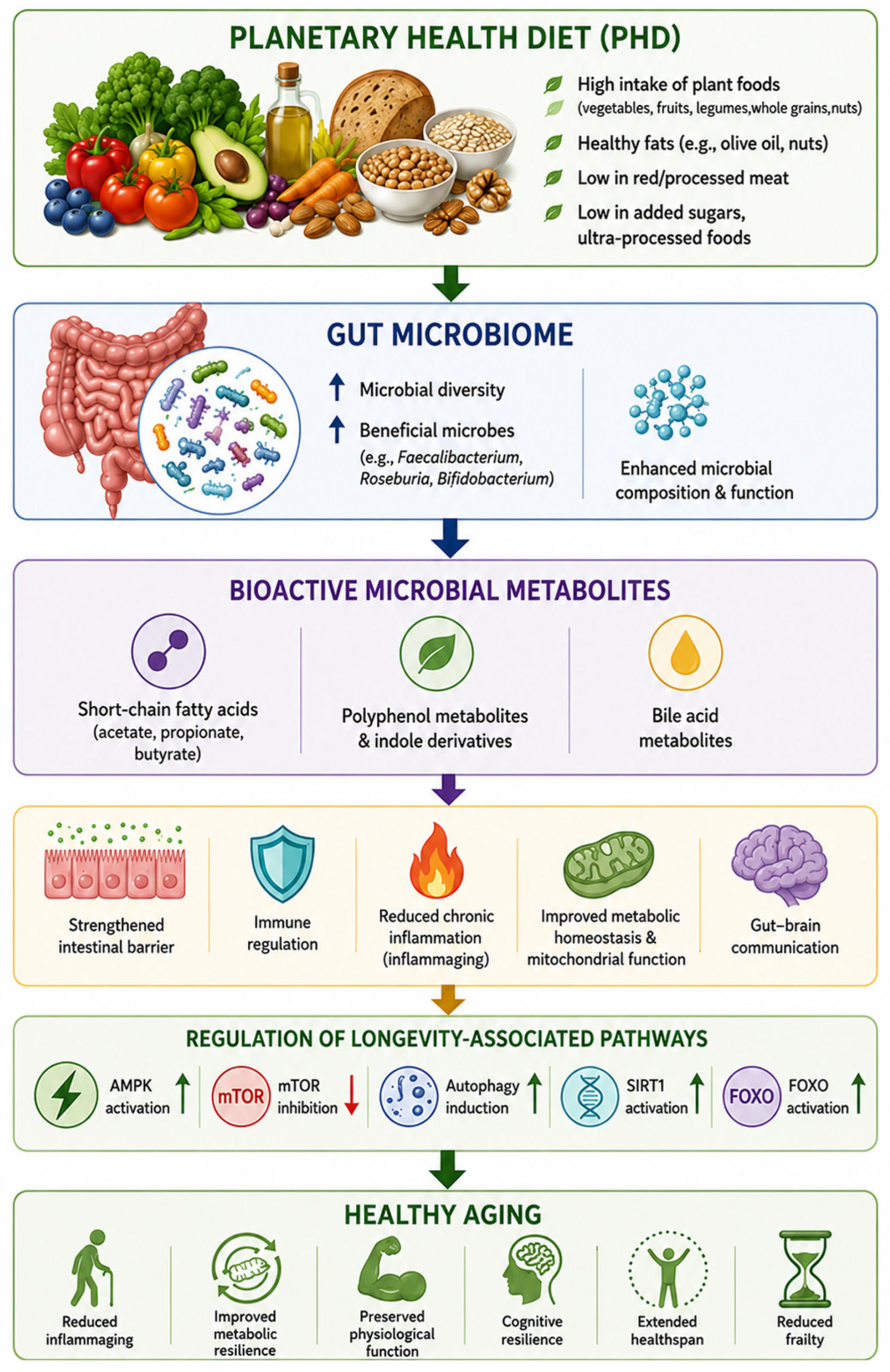 Nutrients 18 02864 g001 Nutrients 18 02864 g001