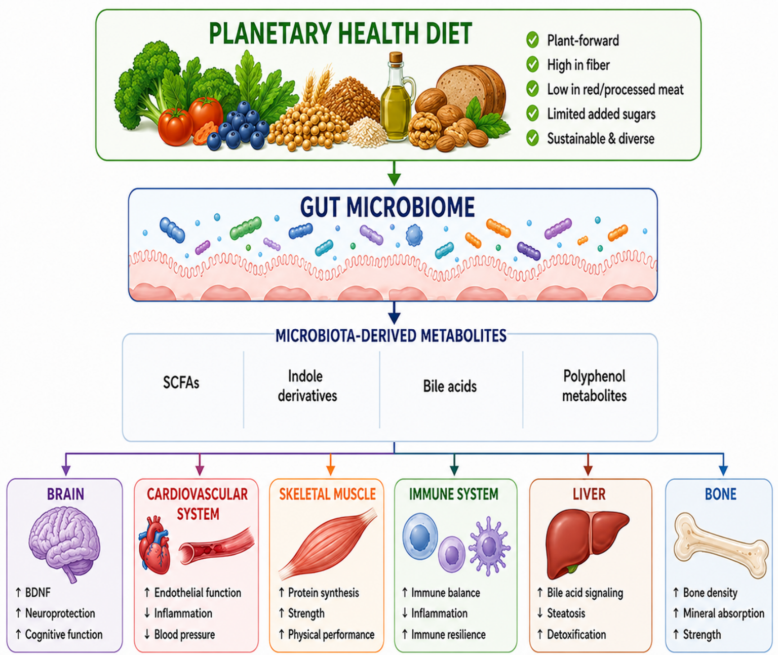 Nutrients 18 02864 g003 Nutrients 18 02864 g003