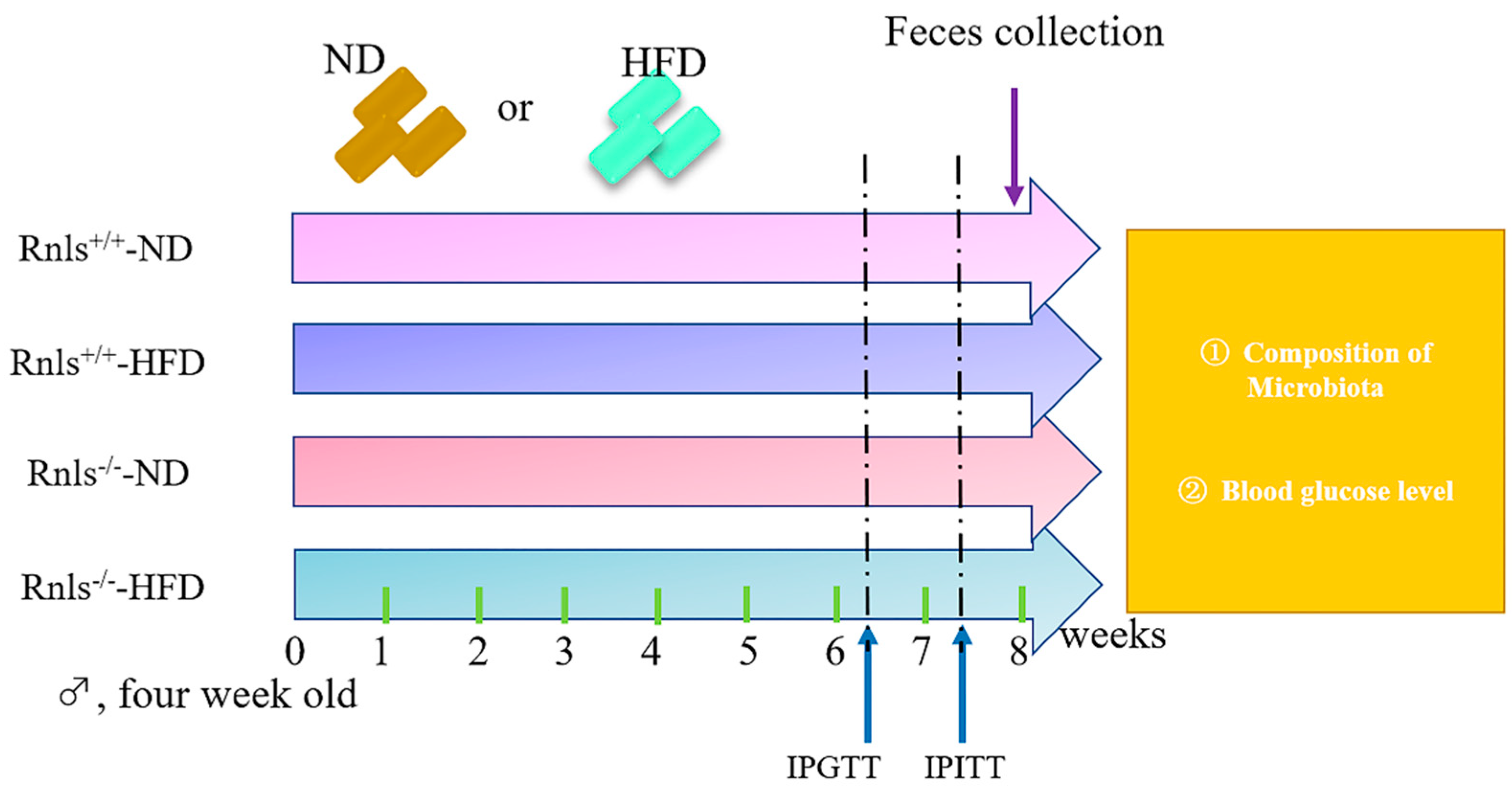 Obesities 02 00025 g001 Obesities 02 00025 g001