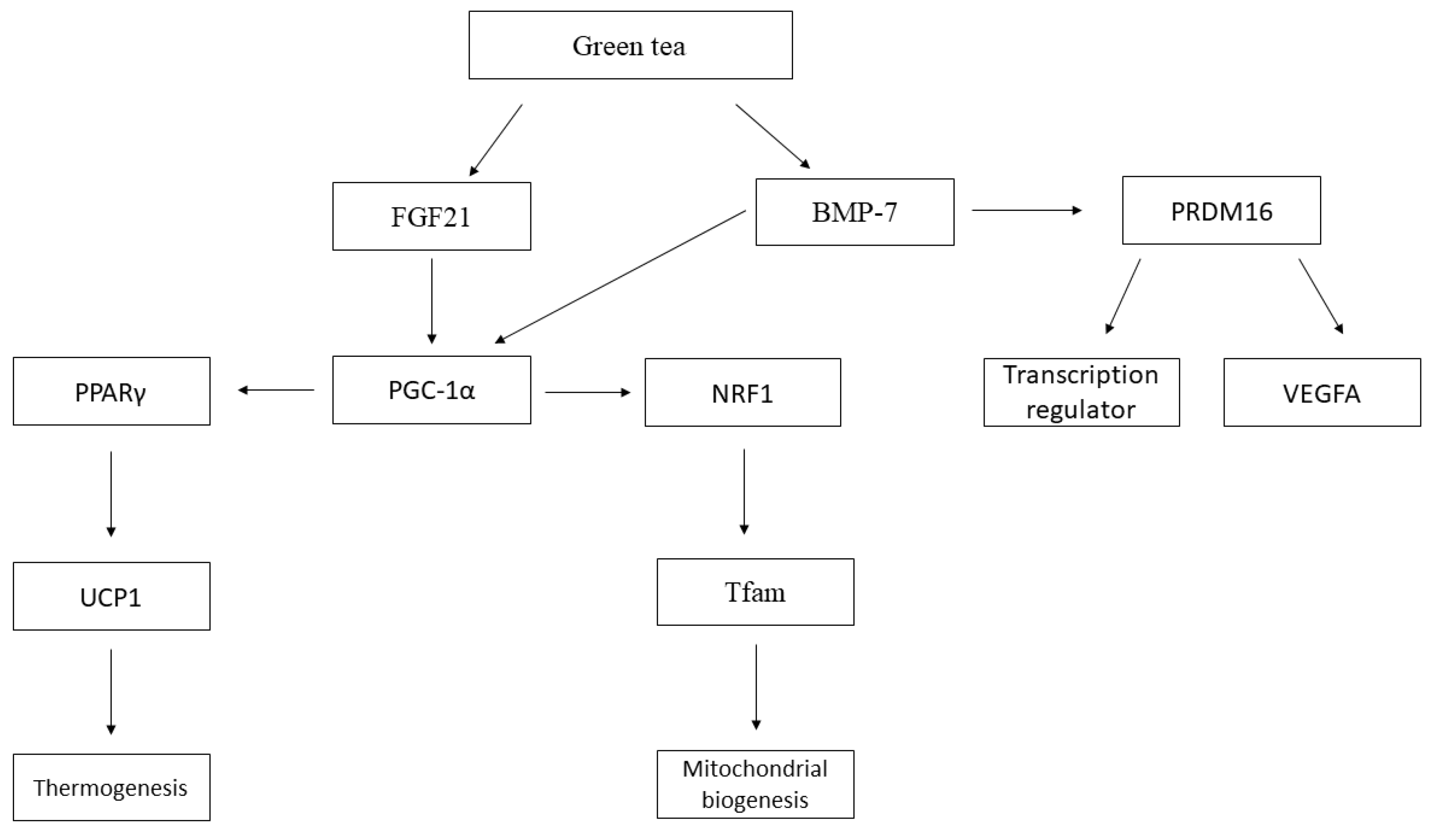 Obesities 03 00016 g002